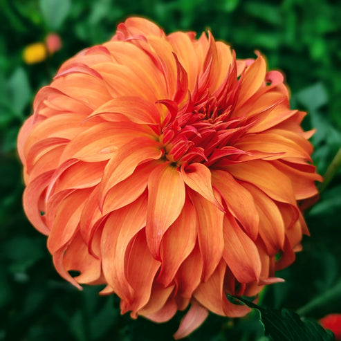 Bloomquist Jean – Good Life Dahlias