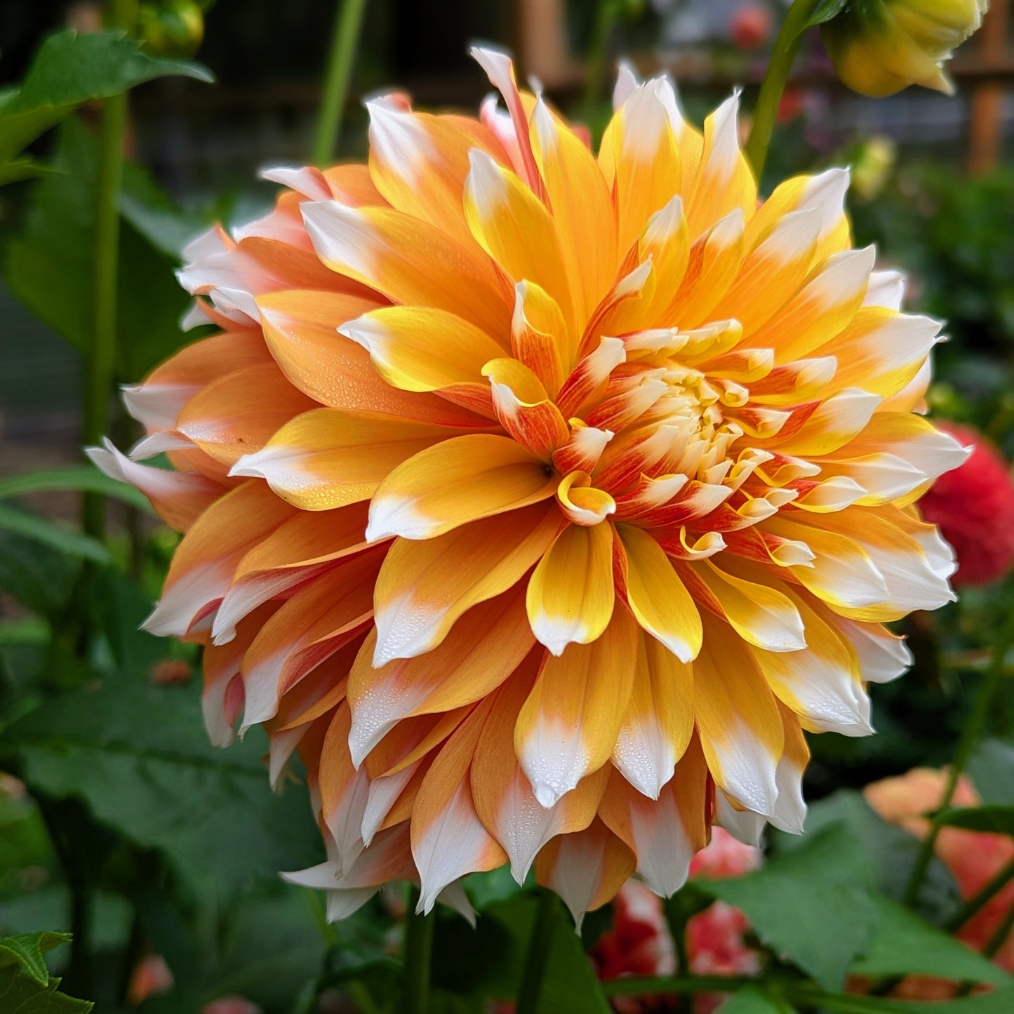 Bloomquist Candy Corn