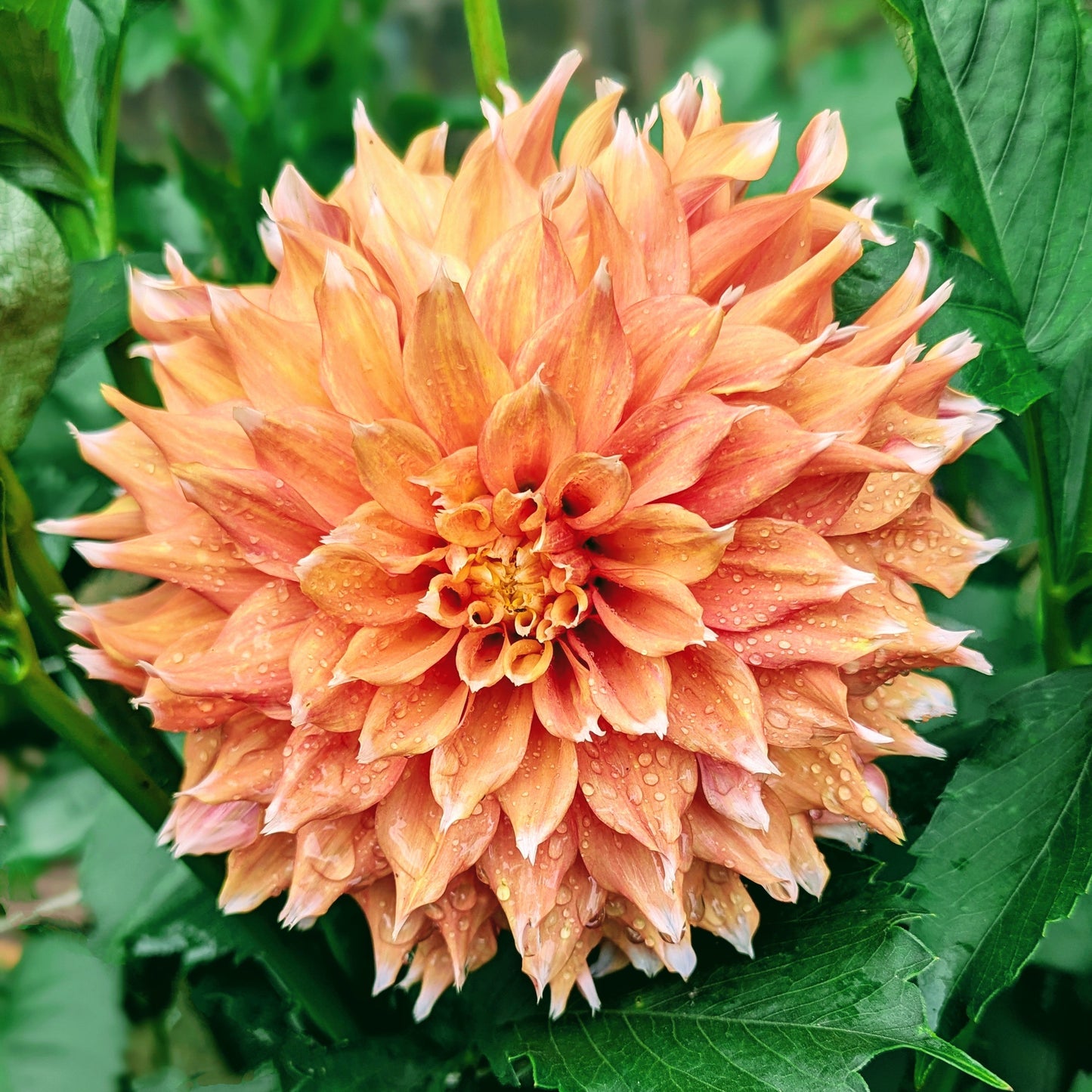 Bloomquist Candy Corn