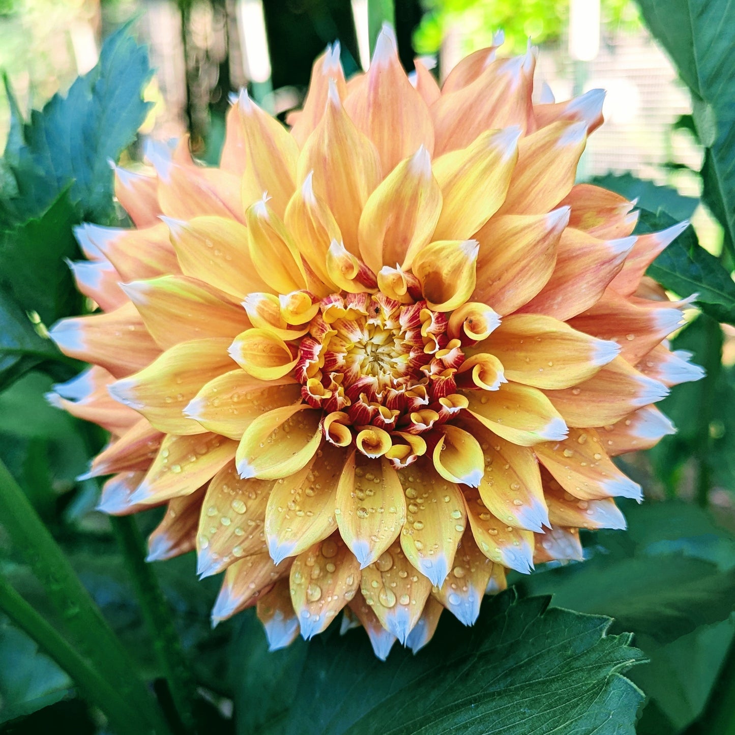 Bloomquist Candy Corn