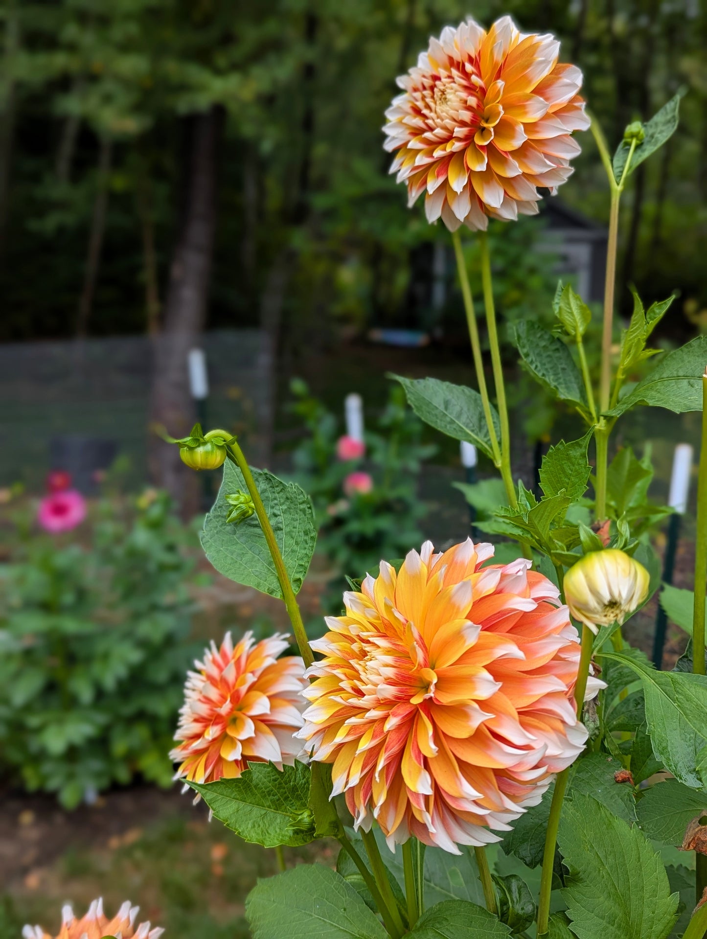 Bloomquist Candy Corn