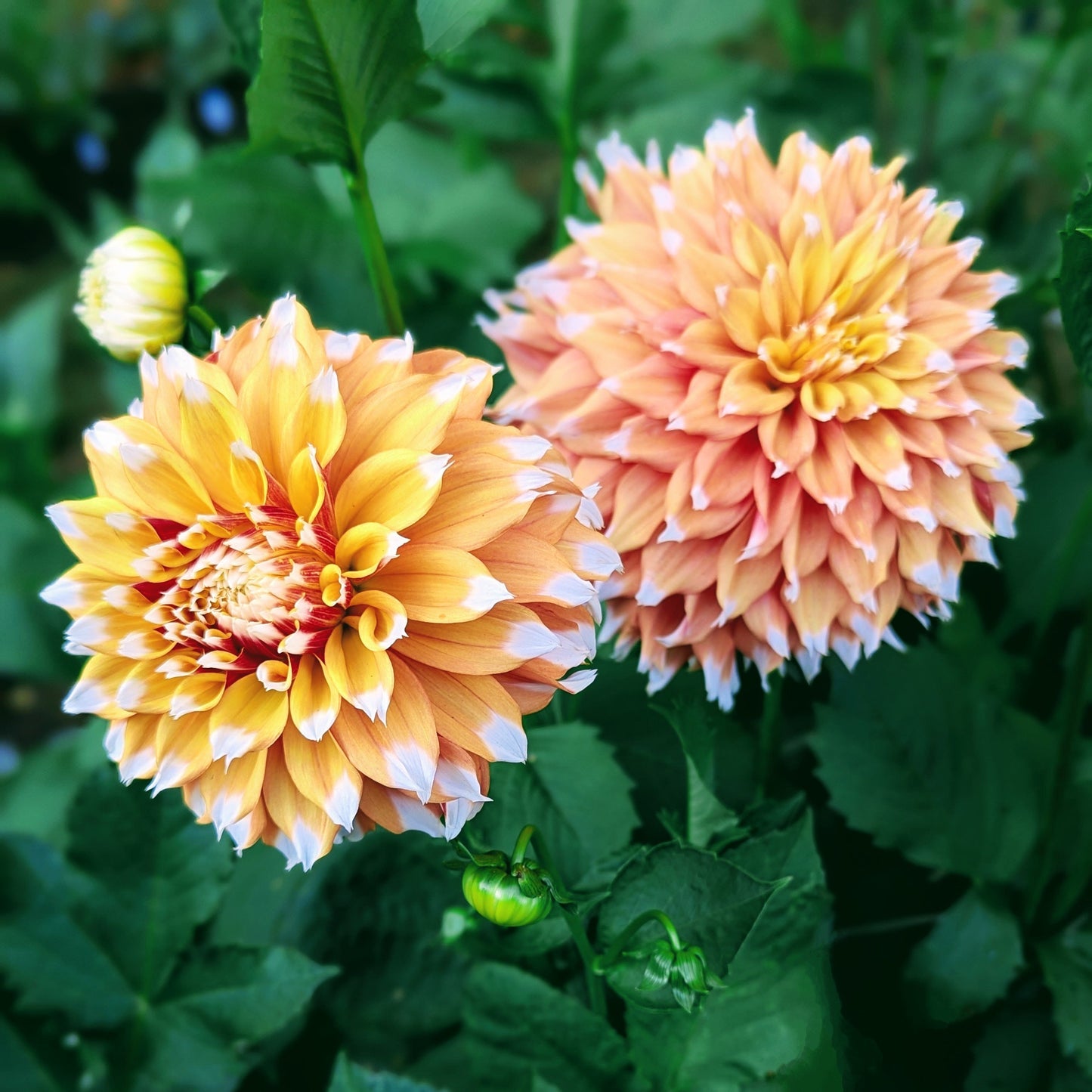 Bloomquist Candy Corn