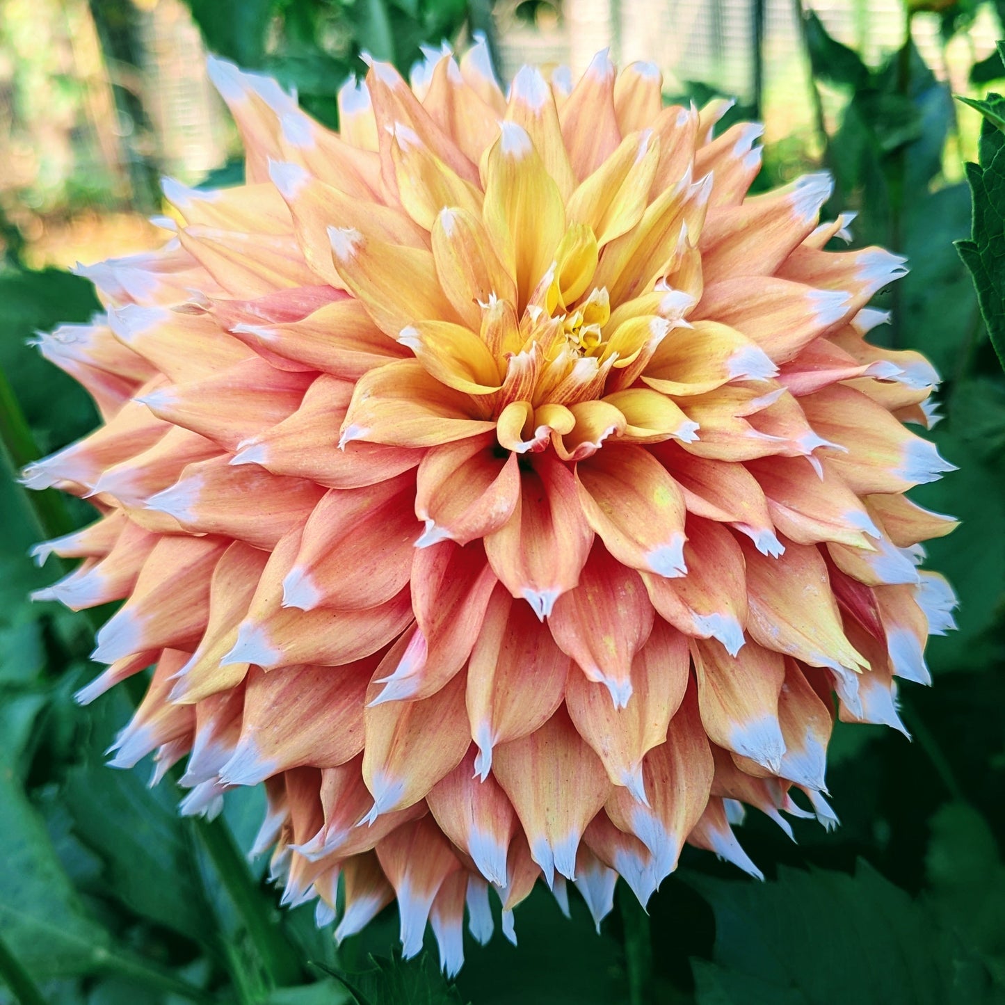 Bloomquist Candy Corn