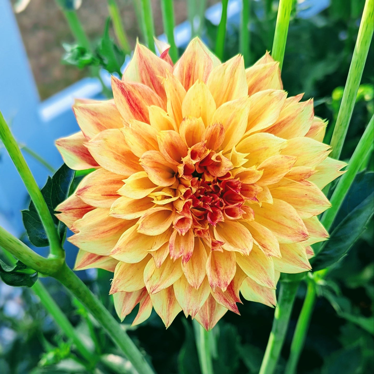 Bloomquist Georgia C