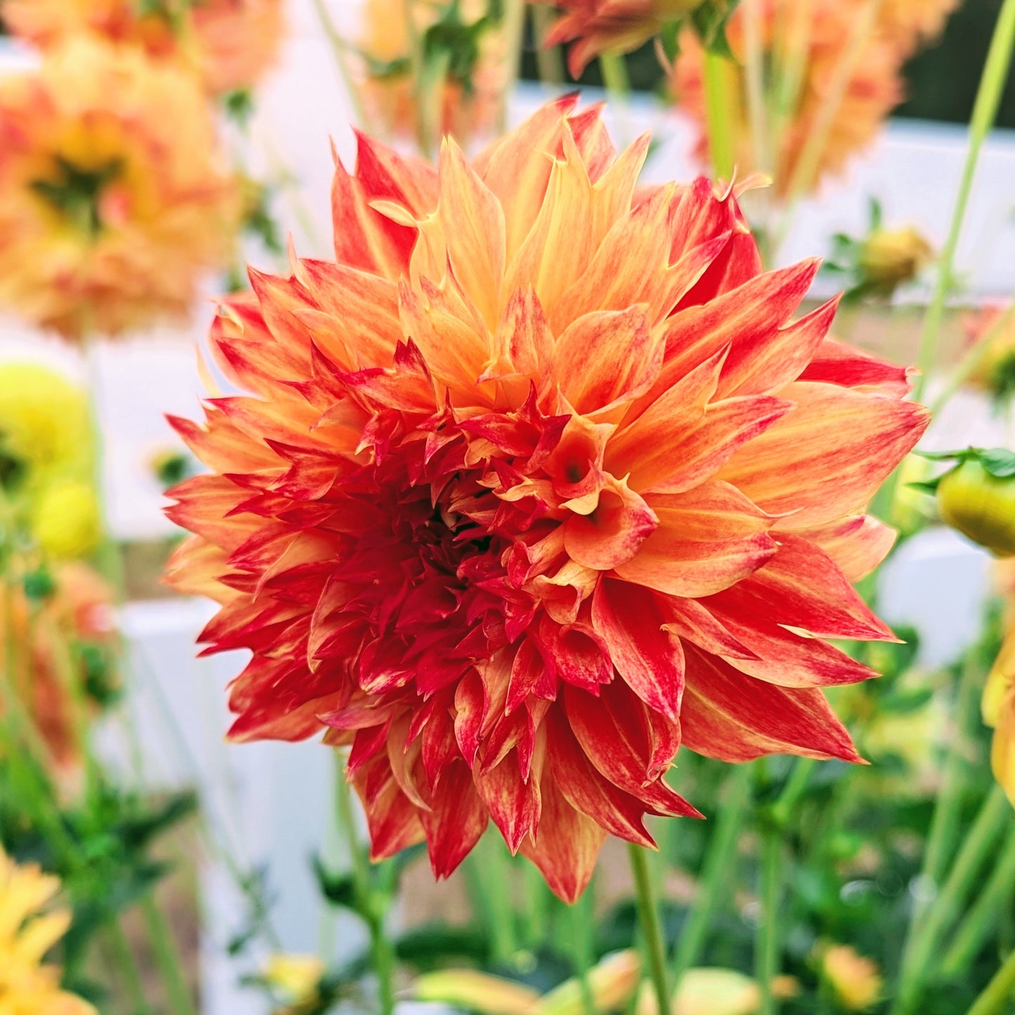 Bloomquist Georgia C