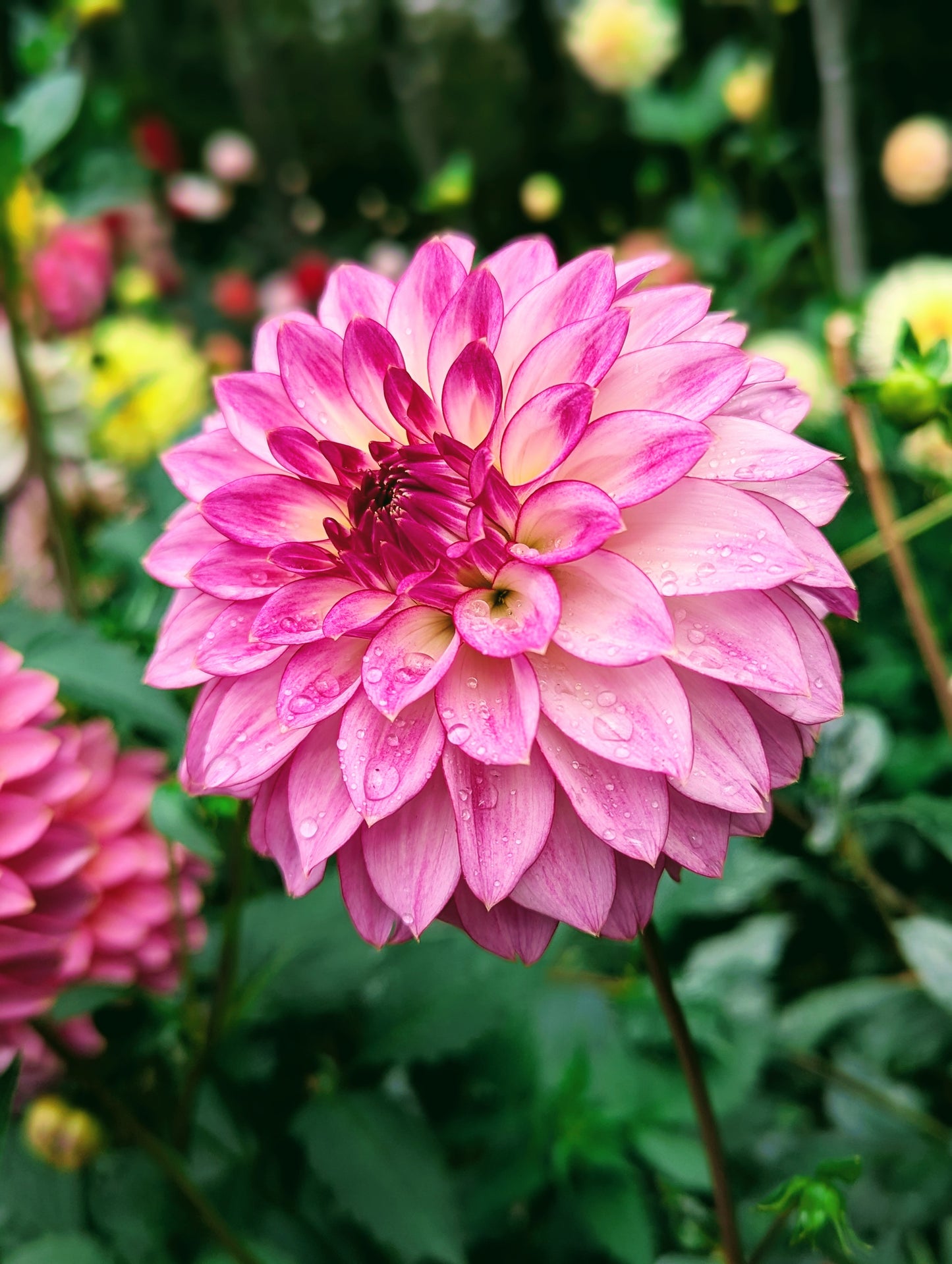 Bloomquist Jody Lynn