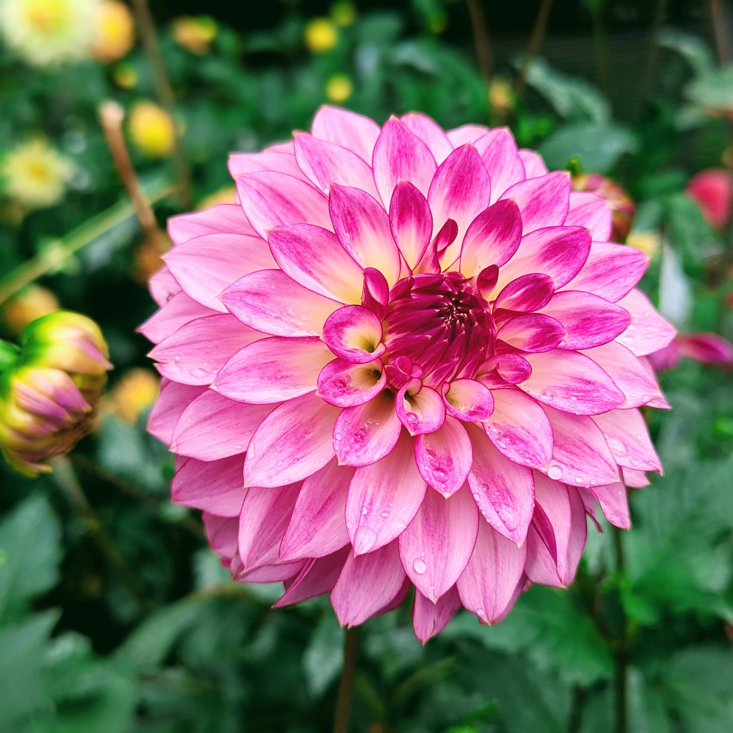 Bloomquist Jody Lynn