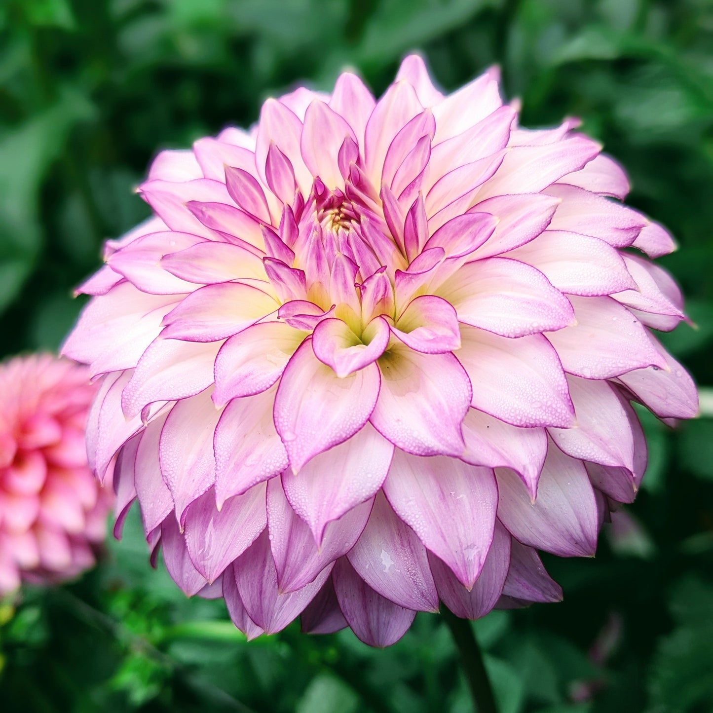 Bloomquist Jody Lynn