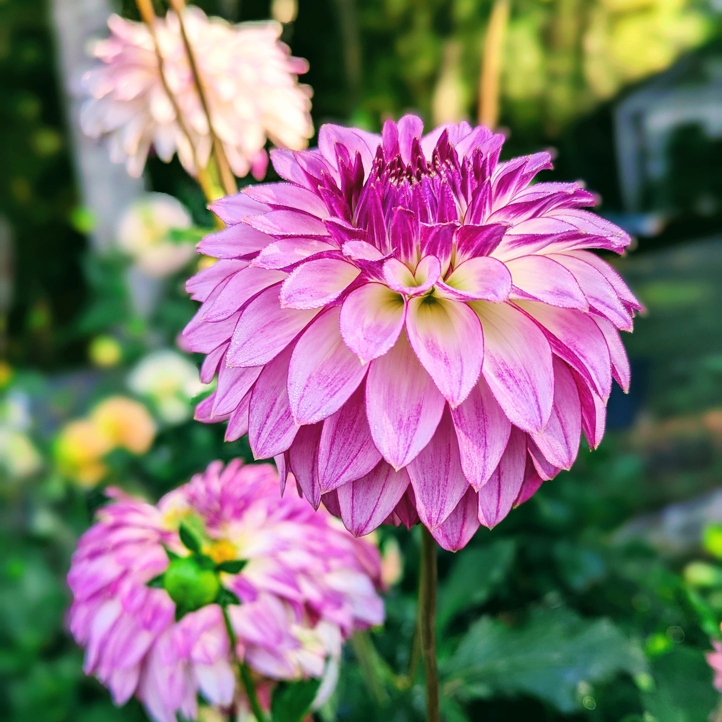 Bloomquist Jody Lynn