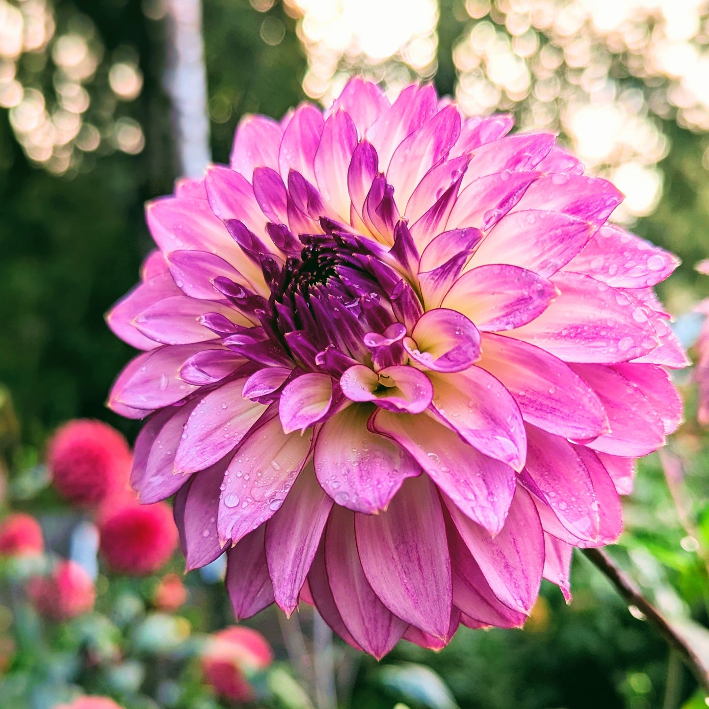 Bloomquist Jody Lynn