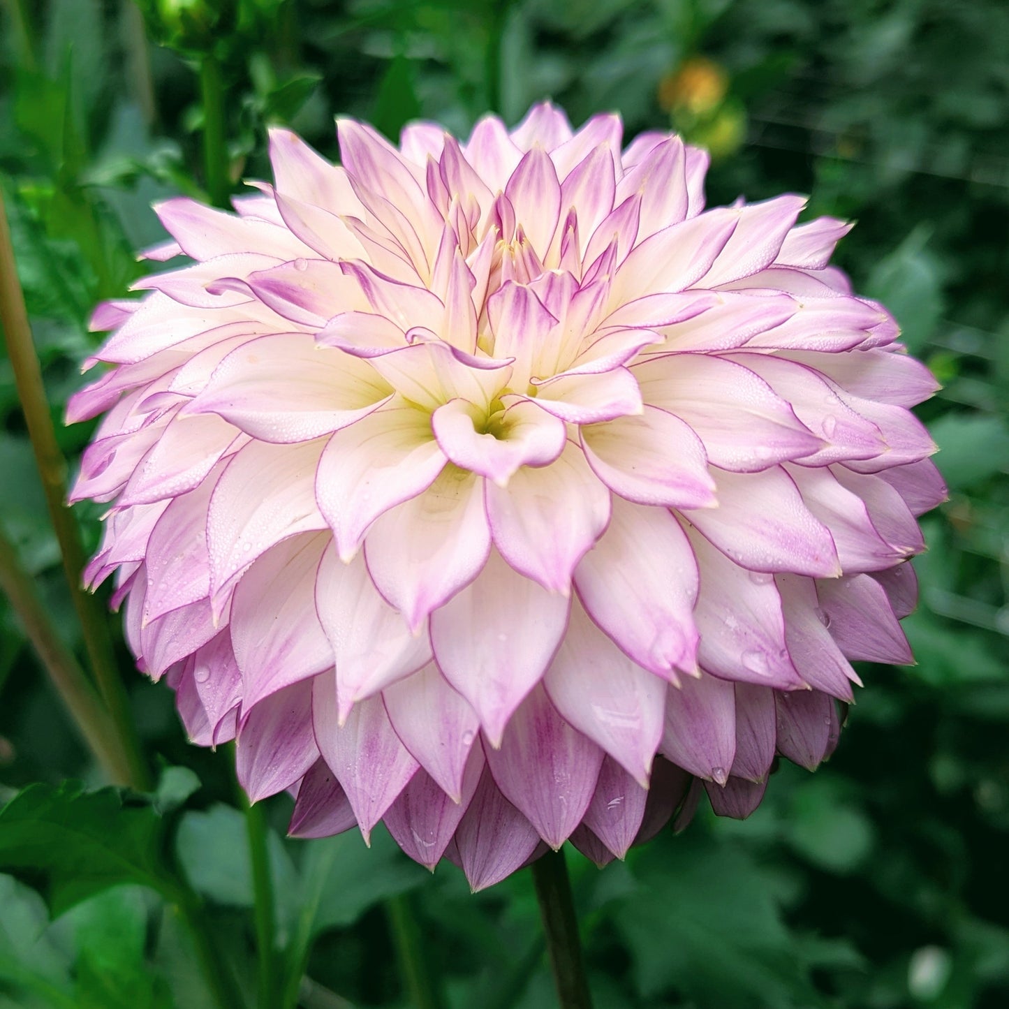 Bloomquist Jody Lynn