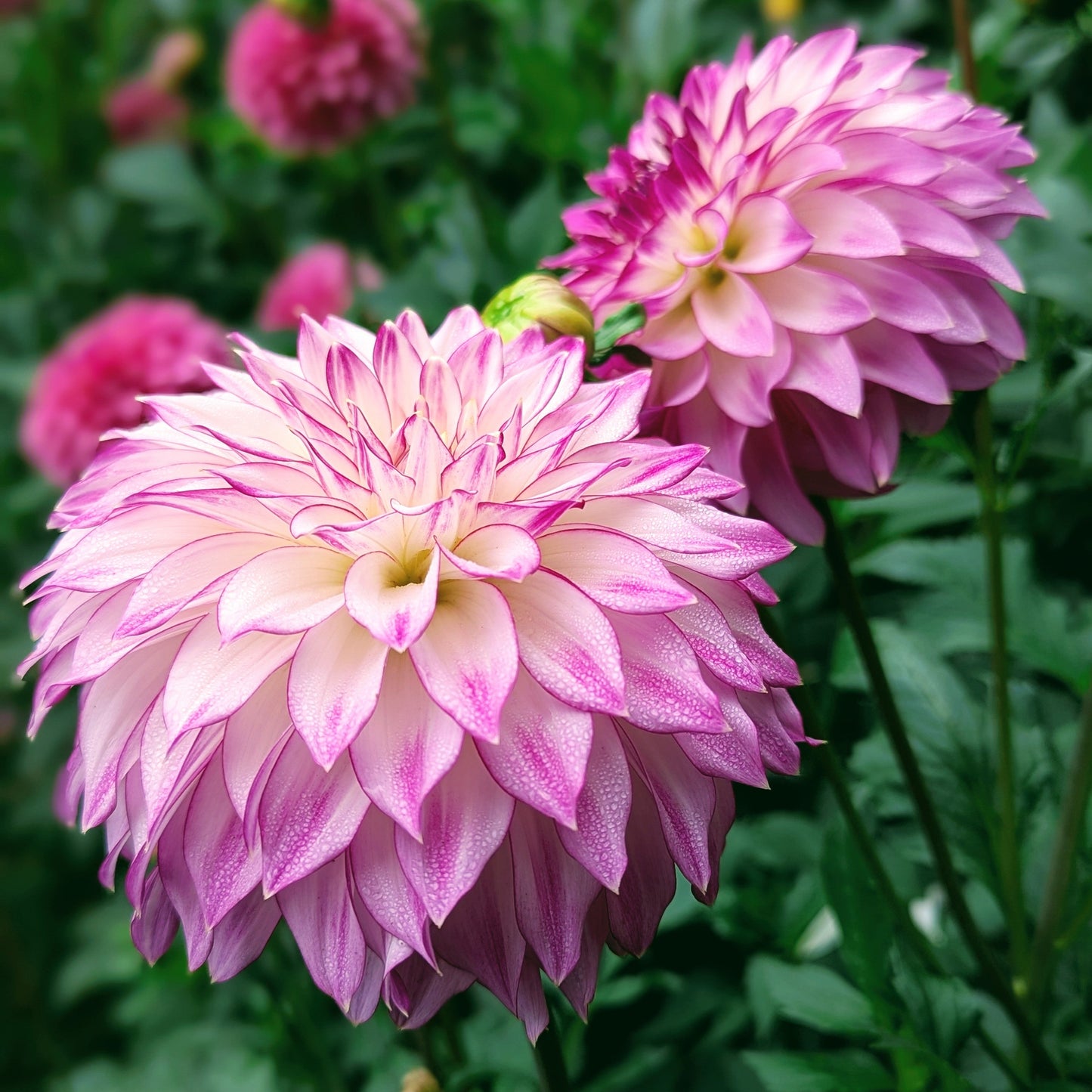 Bloomquist Jody Lynn