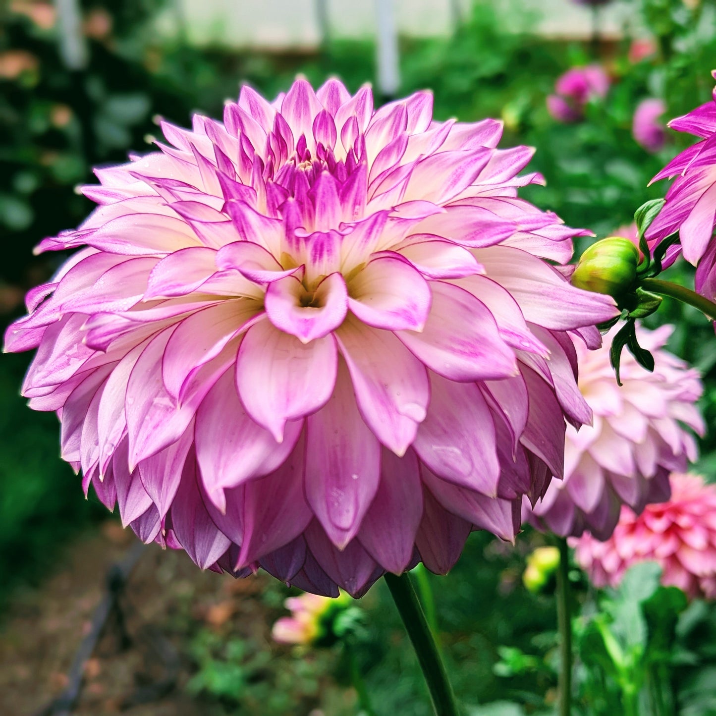 Bloomquist Jody Lynn