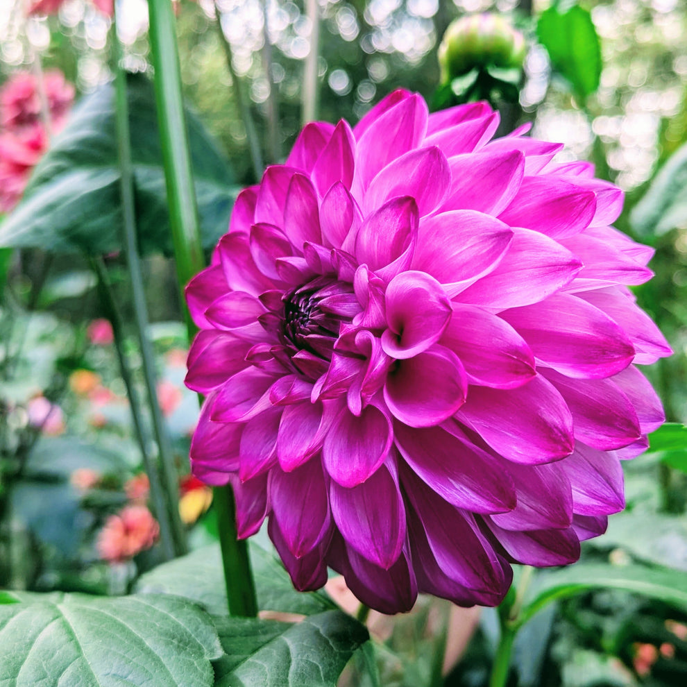 Bloomquist Vivian R – Good Life Dahlias