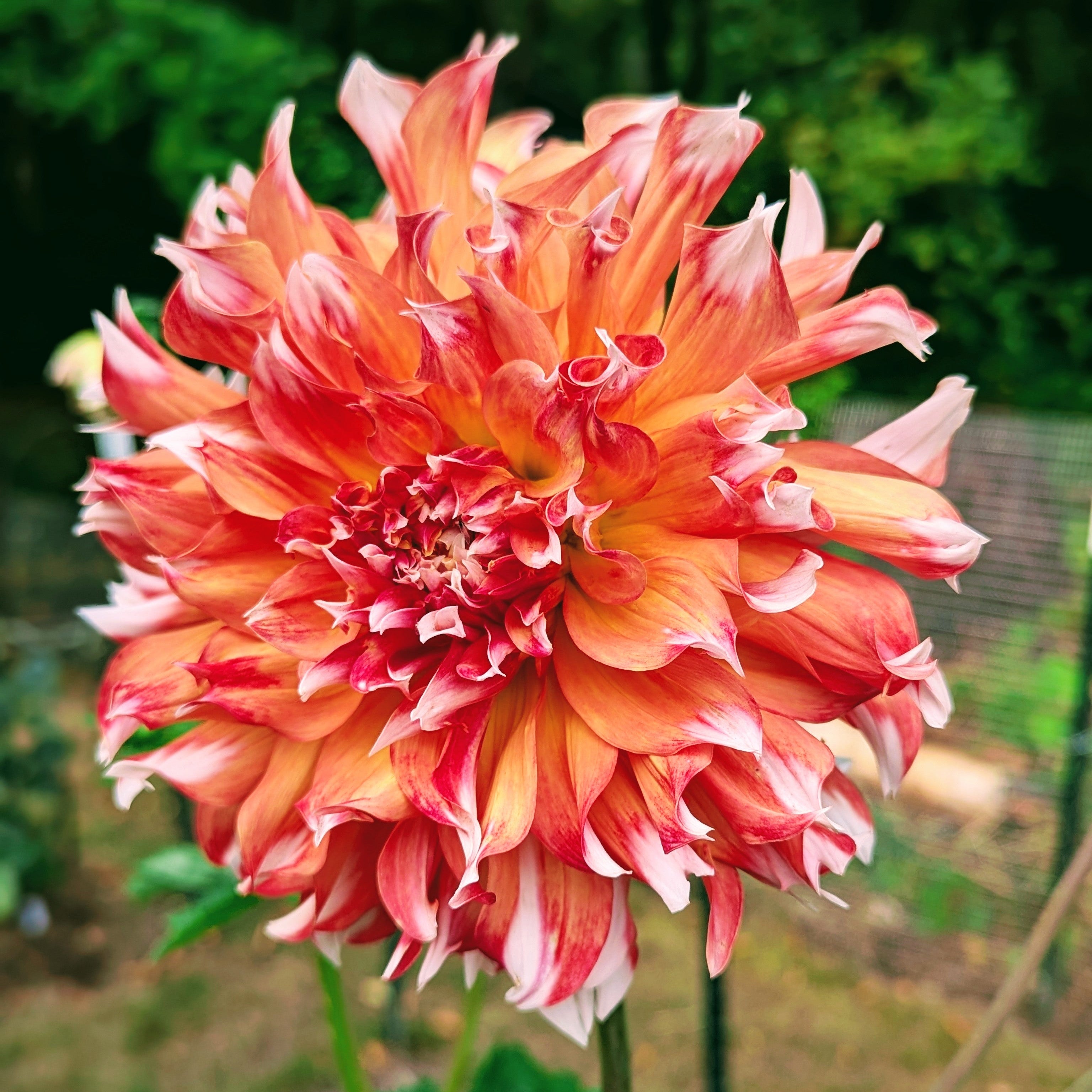 Bloomquist_Amazing_3.jpg?v=
