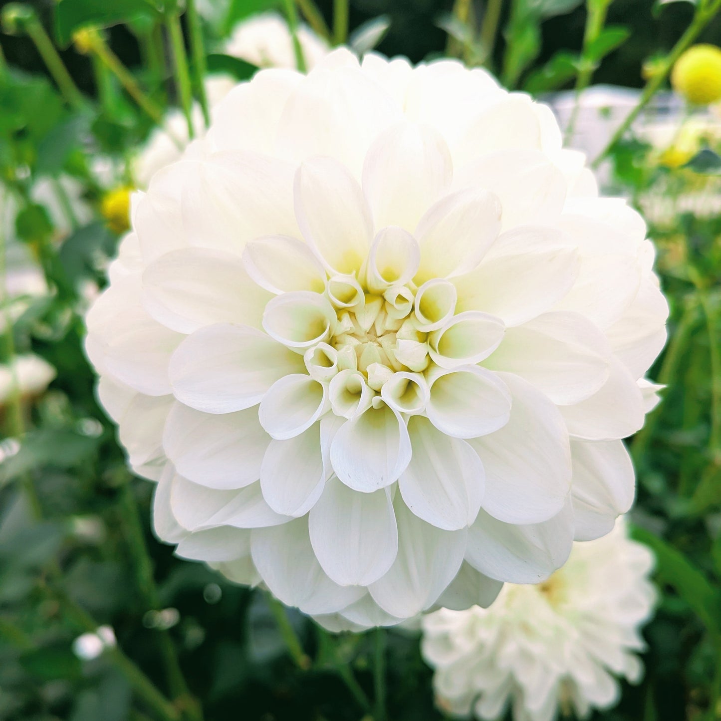 Brookside Snowball (1976)