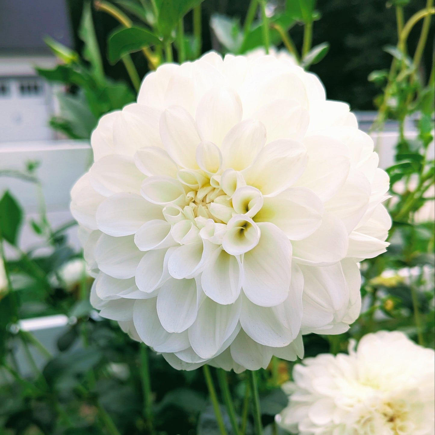 Brookside Snowball (1976)