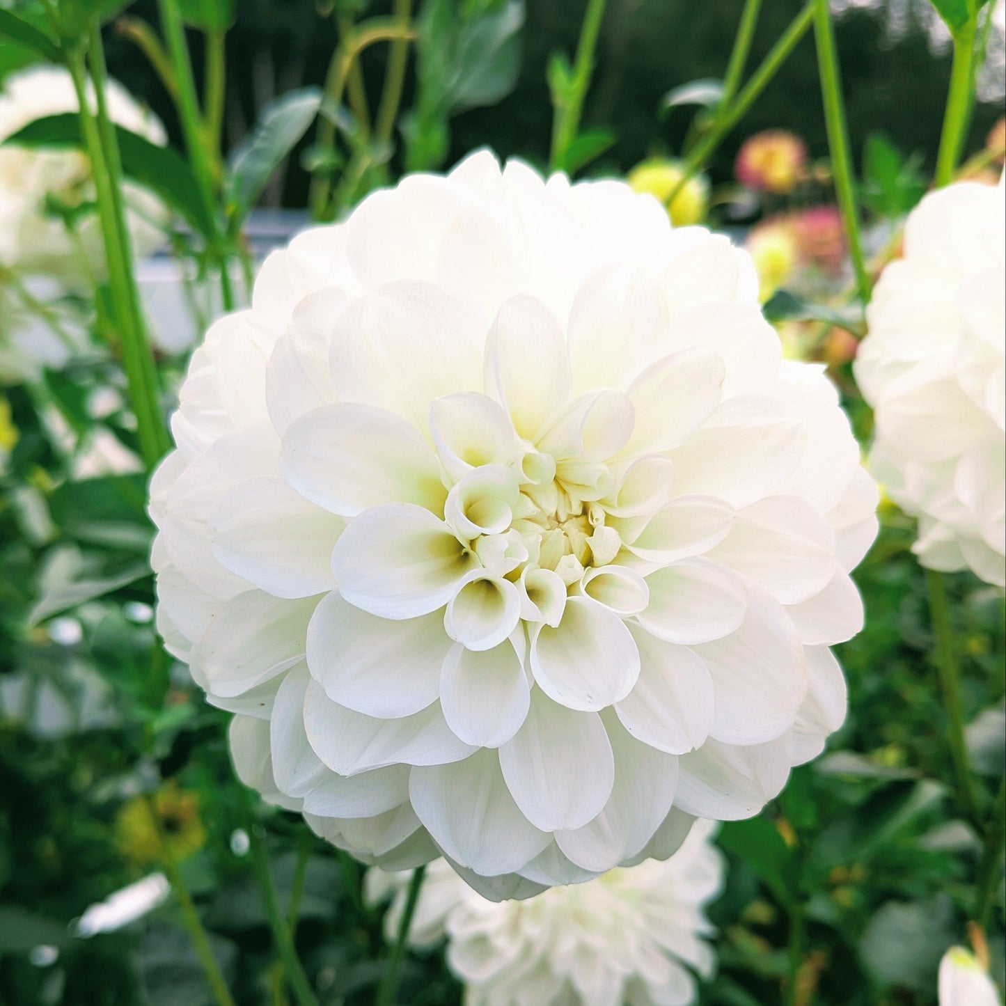 Brookside Snowball (1976)