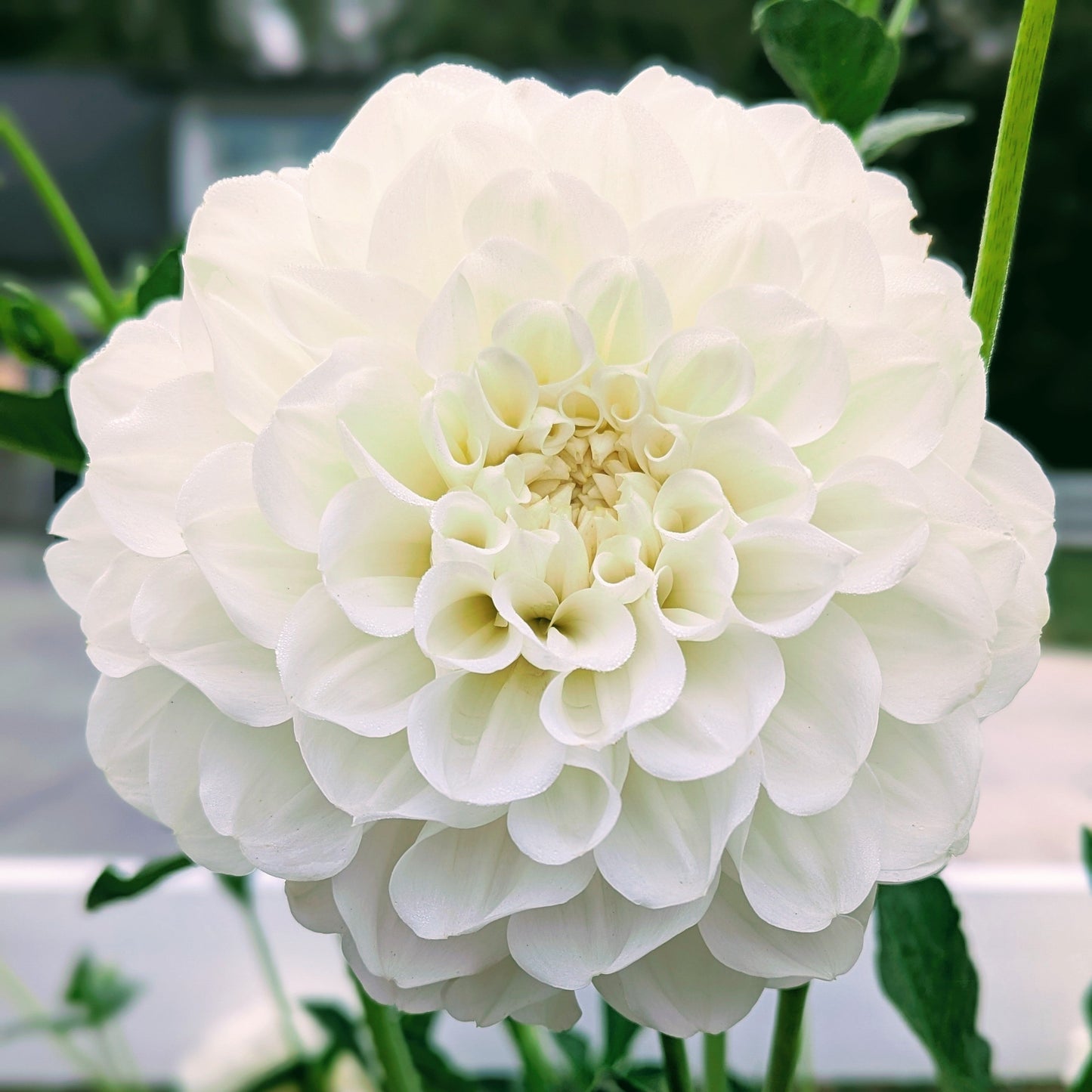 Brookside Snowball (1976)