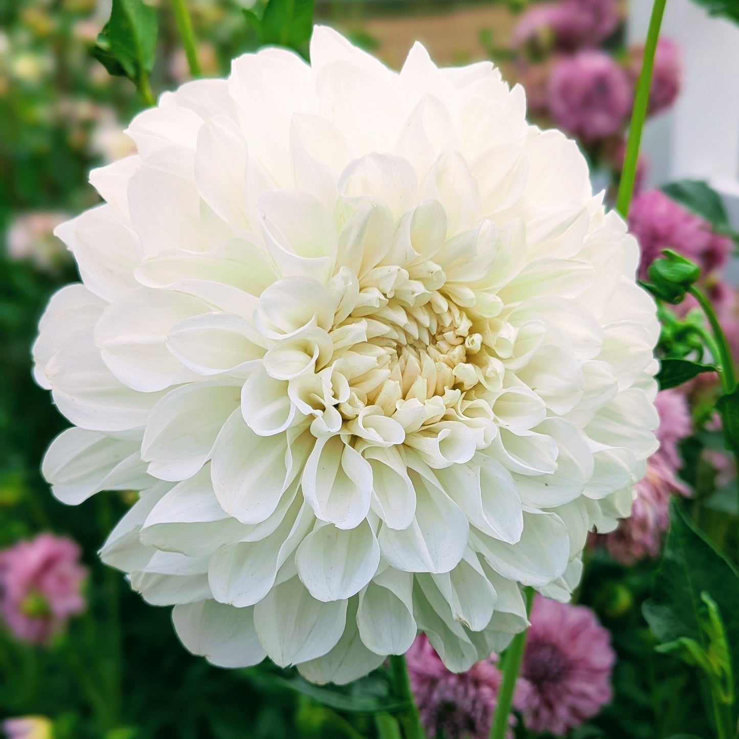 Brookside Snowball (1976)