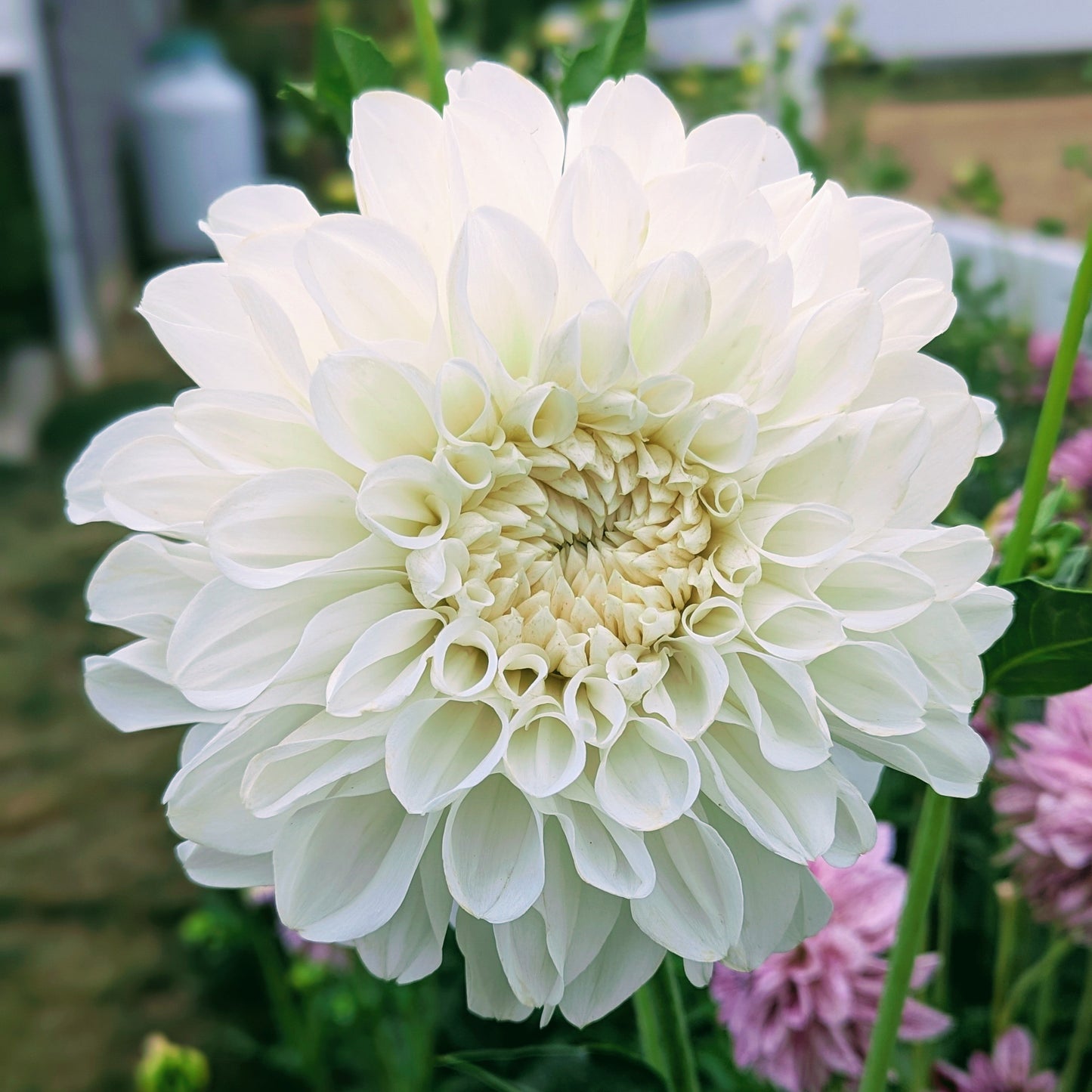 Brookside Snowball (1976)