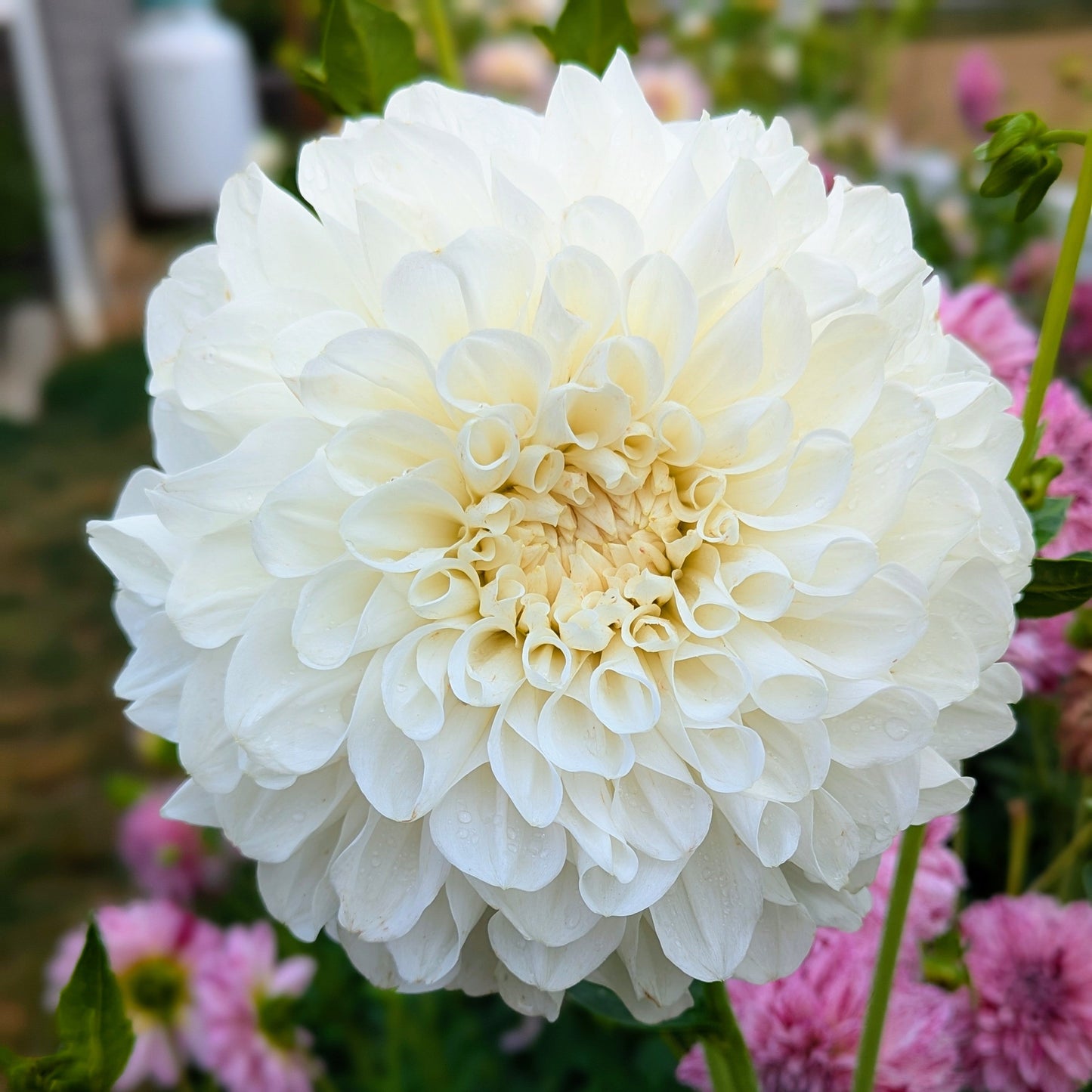 Brookside Snowball (1976)