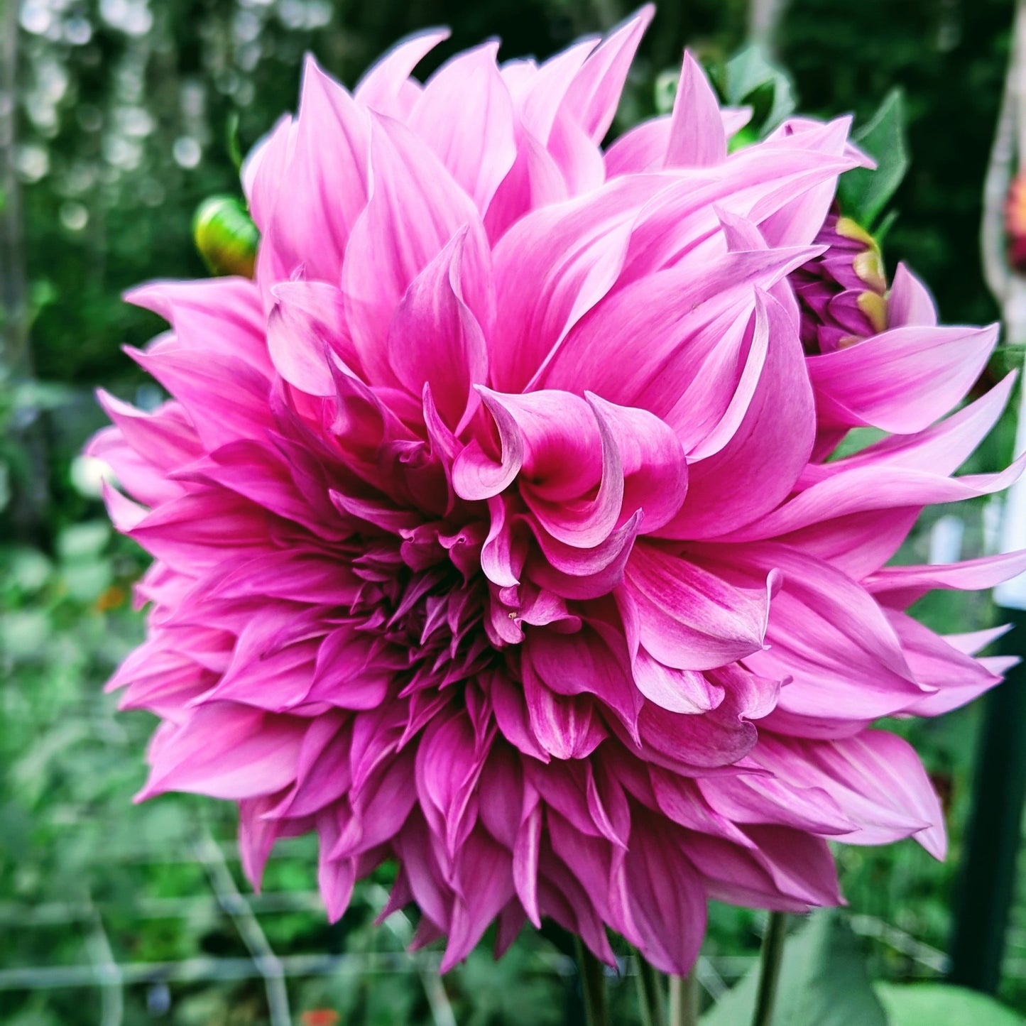 Cafe au Lait Rose