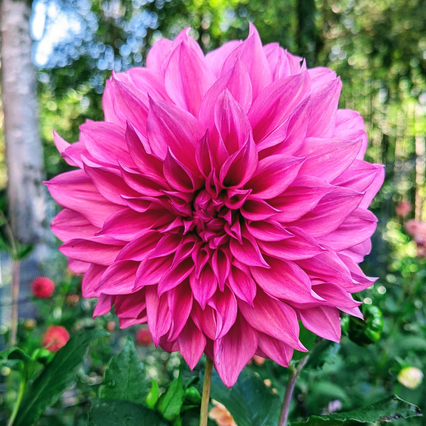 Cafe au Lait Rose