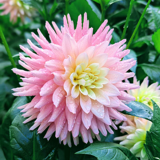 Clearview Clara Belle