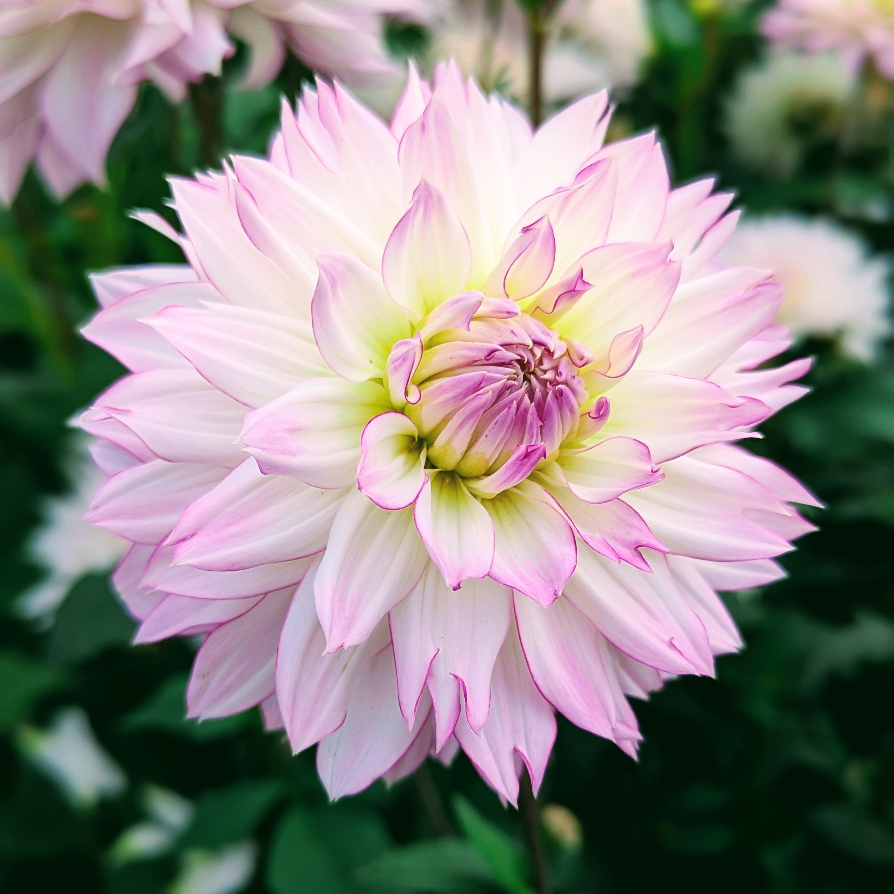 Crazy Love – Good Life Dahlias