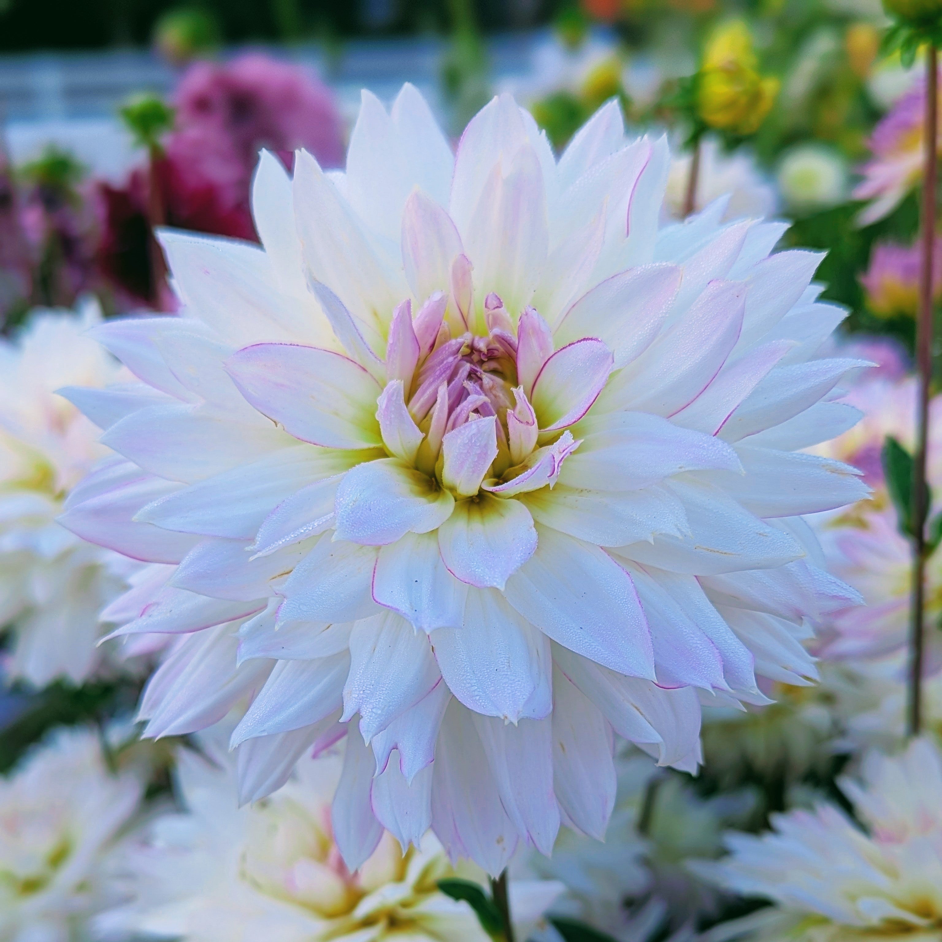 Crazy Love – Good Life Dahlias