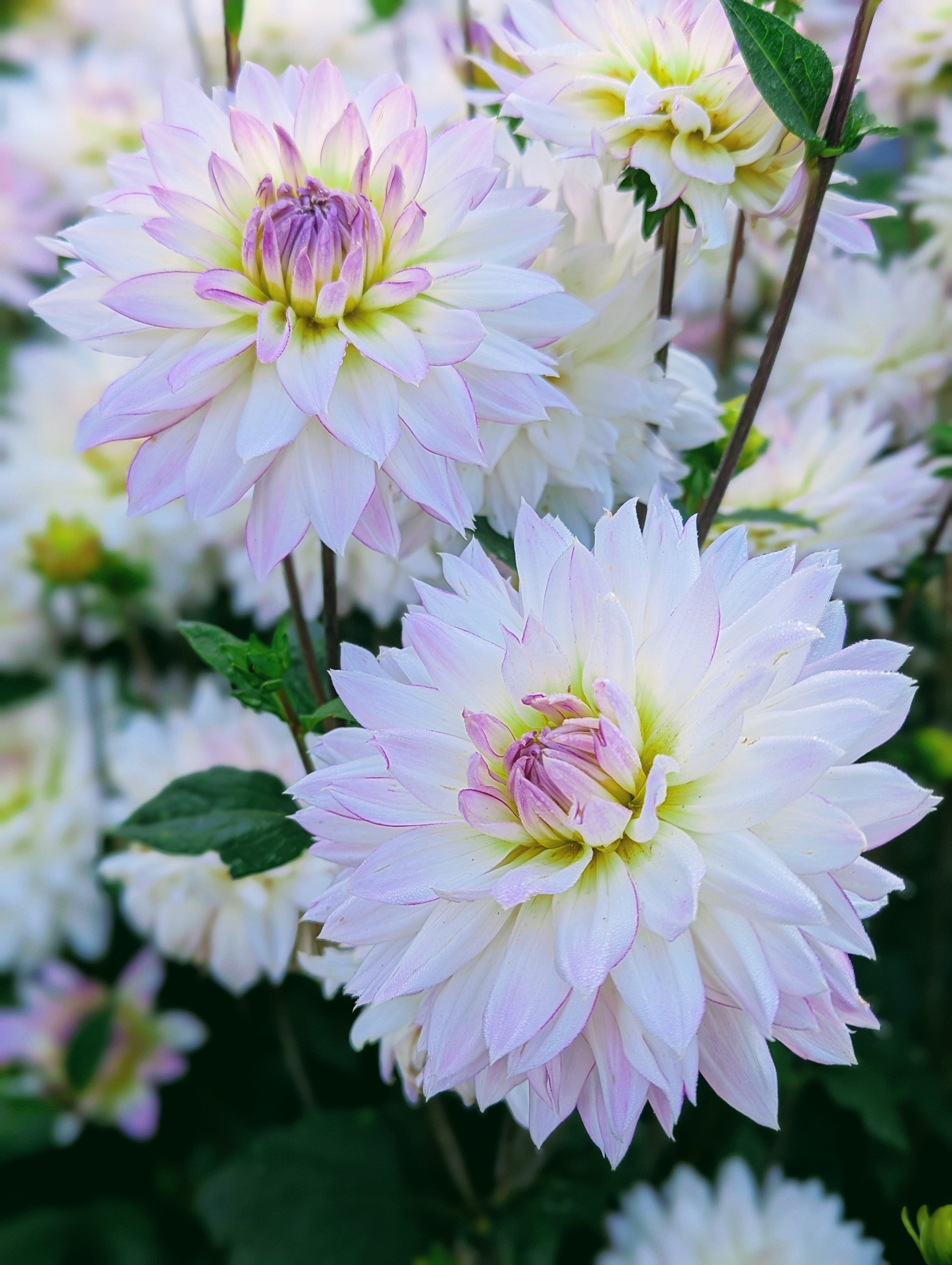 Crazy Love – Good Life Dahlias