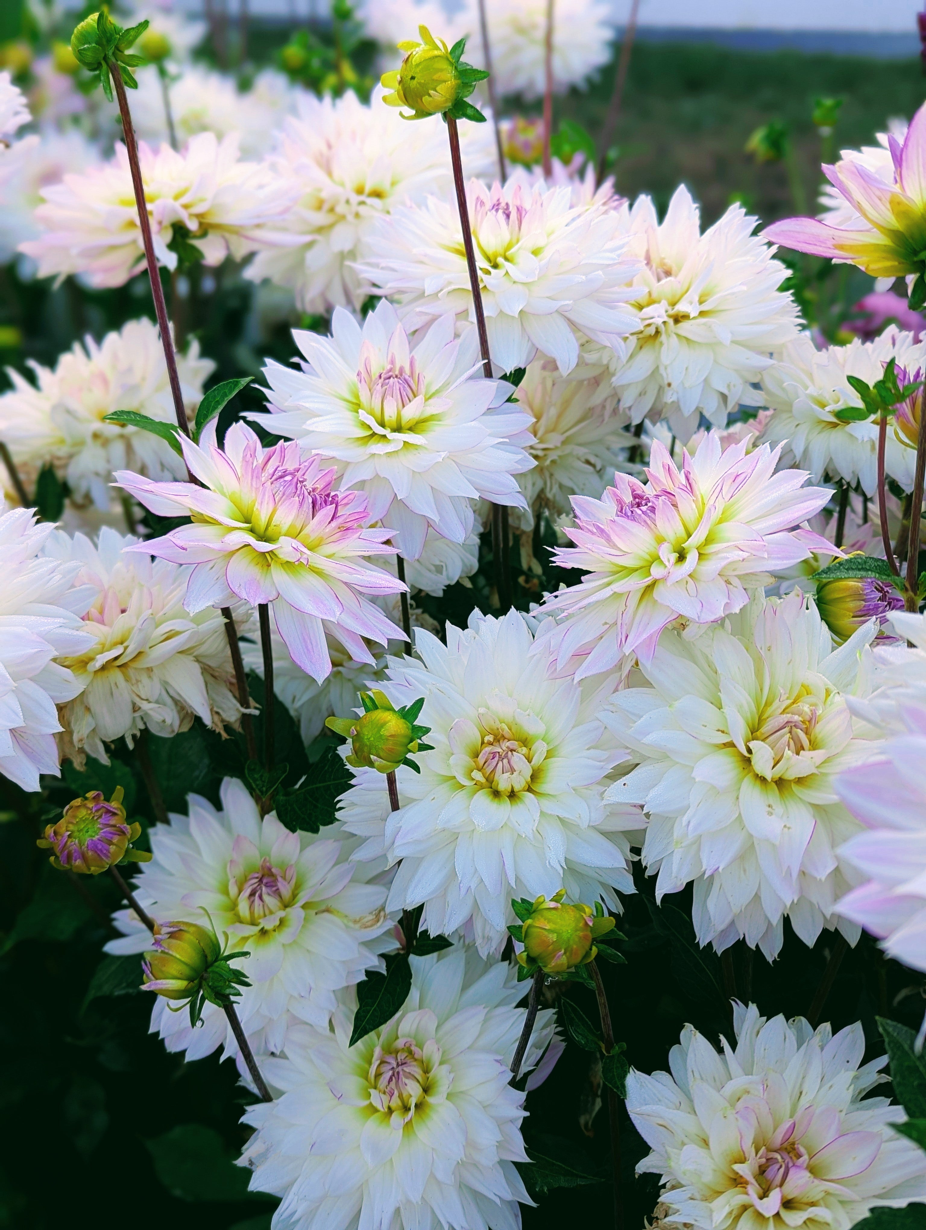 Crazy Love – Good Life Dahlias
