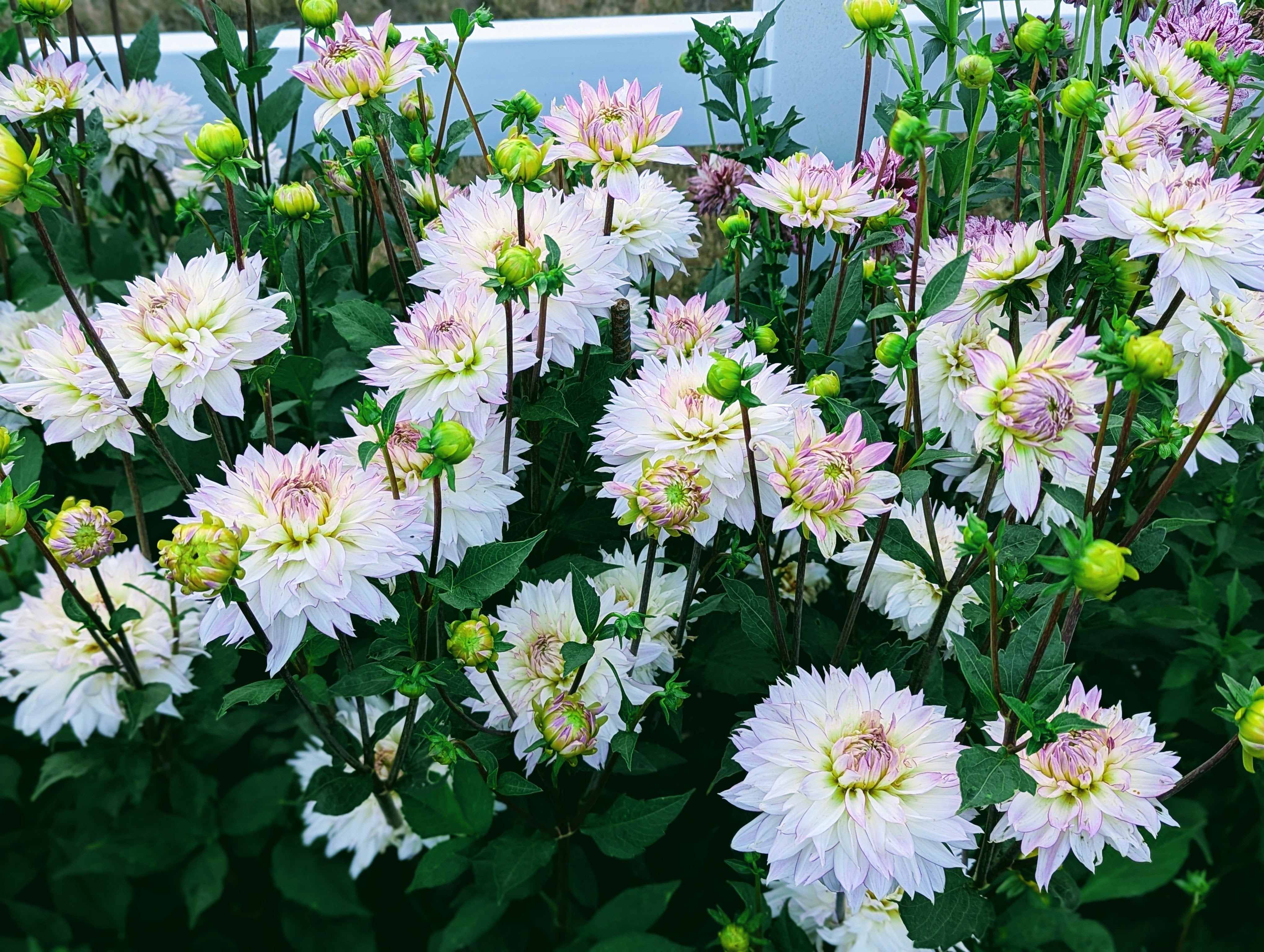Crazy Love – Good Life Dahlias