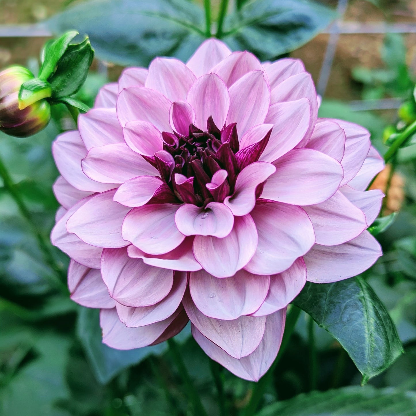 Creme De Cassis