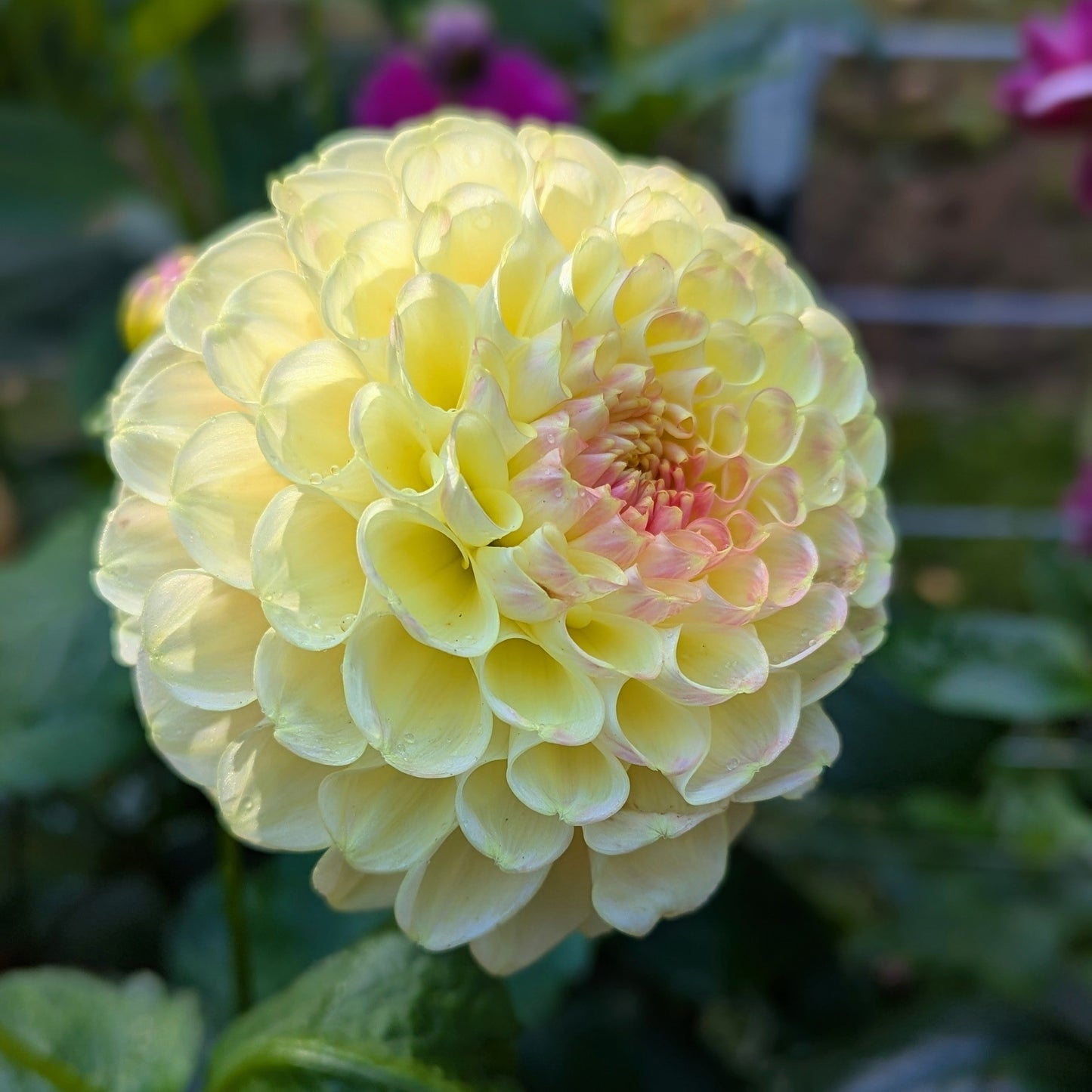 Crichten Honey (1976)