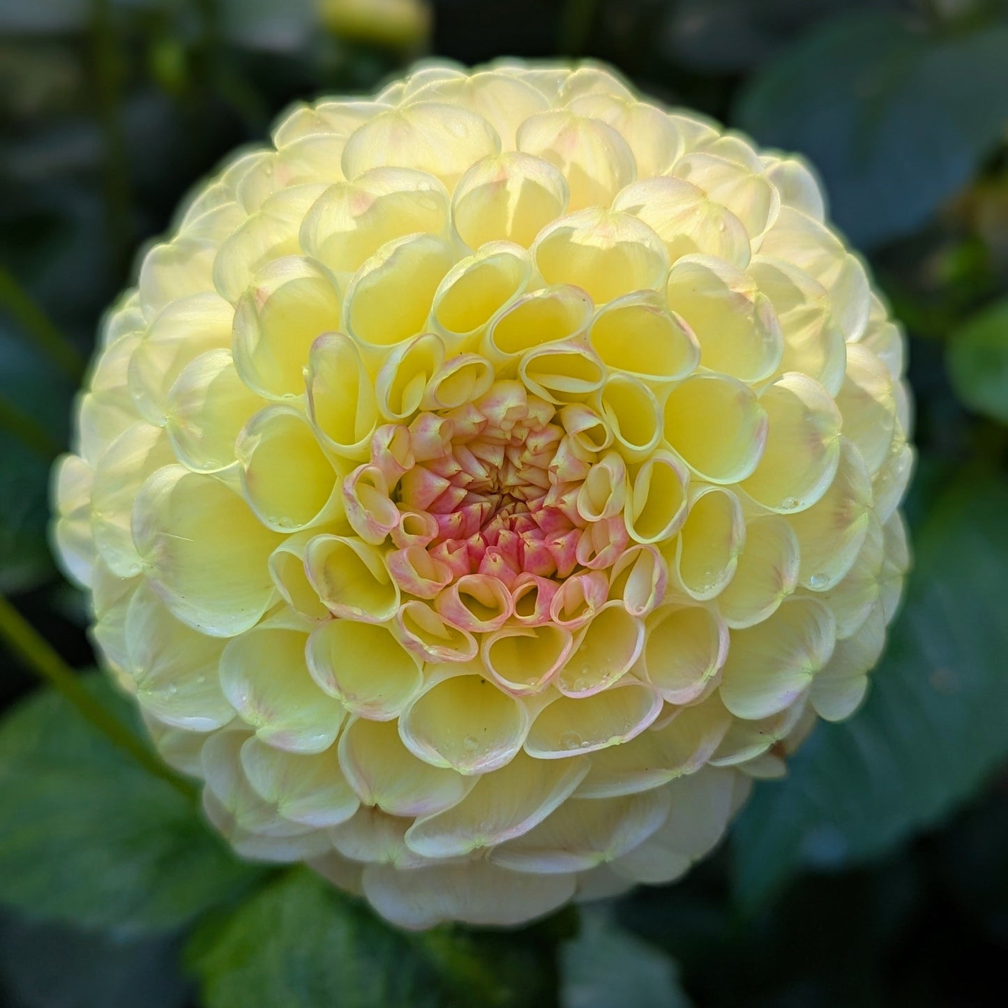 Crichten Honey (1976)