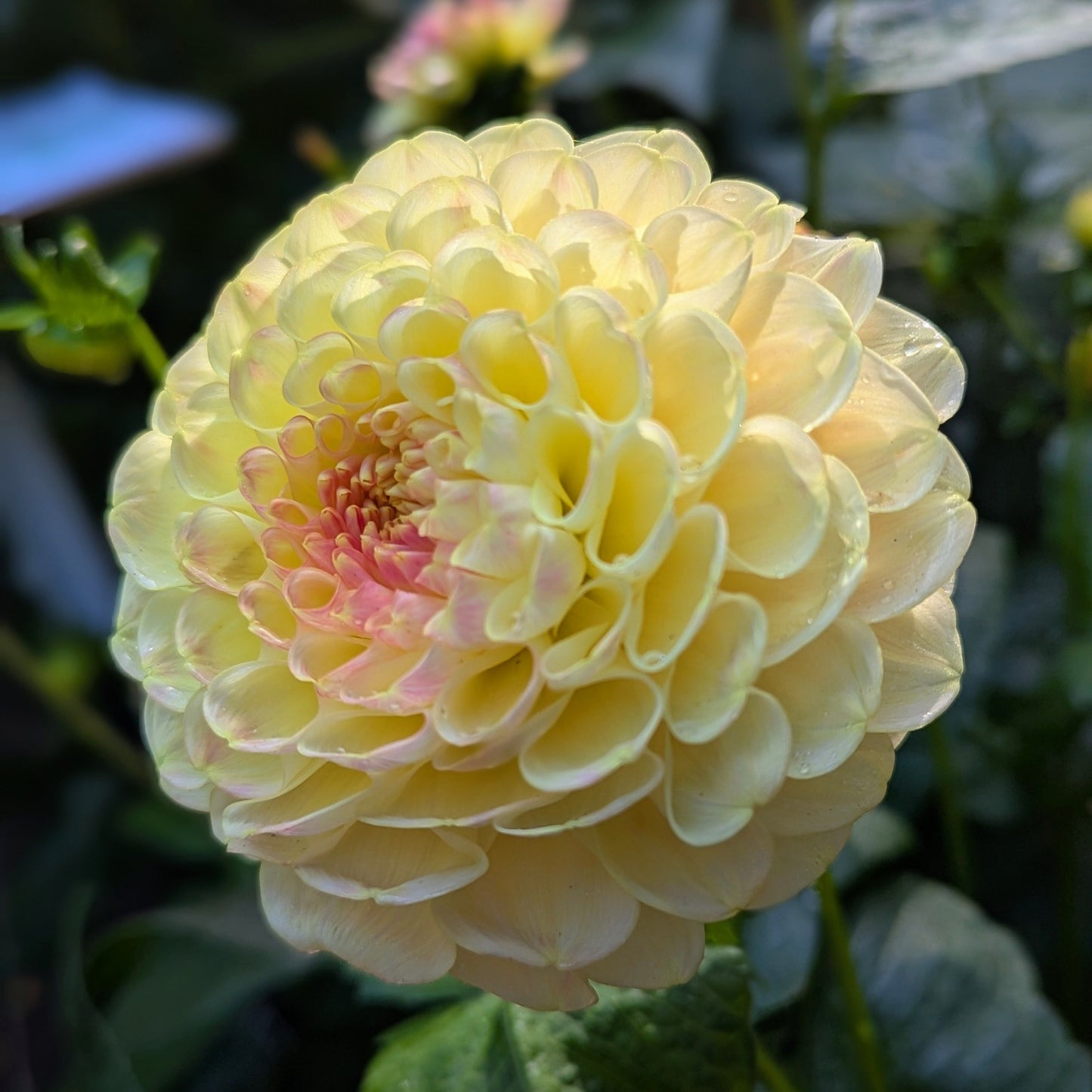 Crichten Honey (1976)