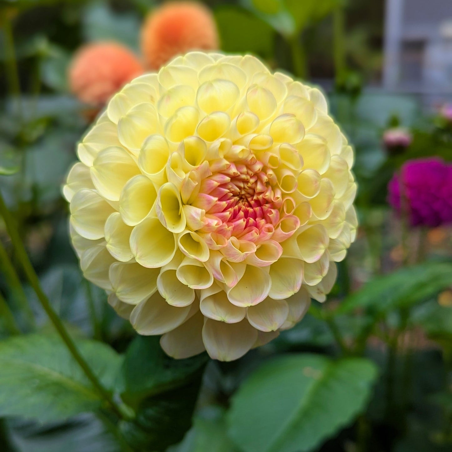 Crichten Honey (1976)