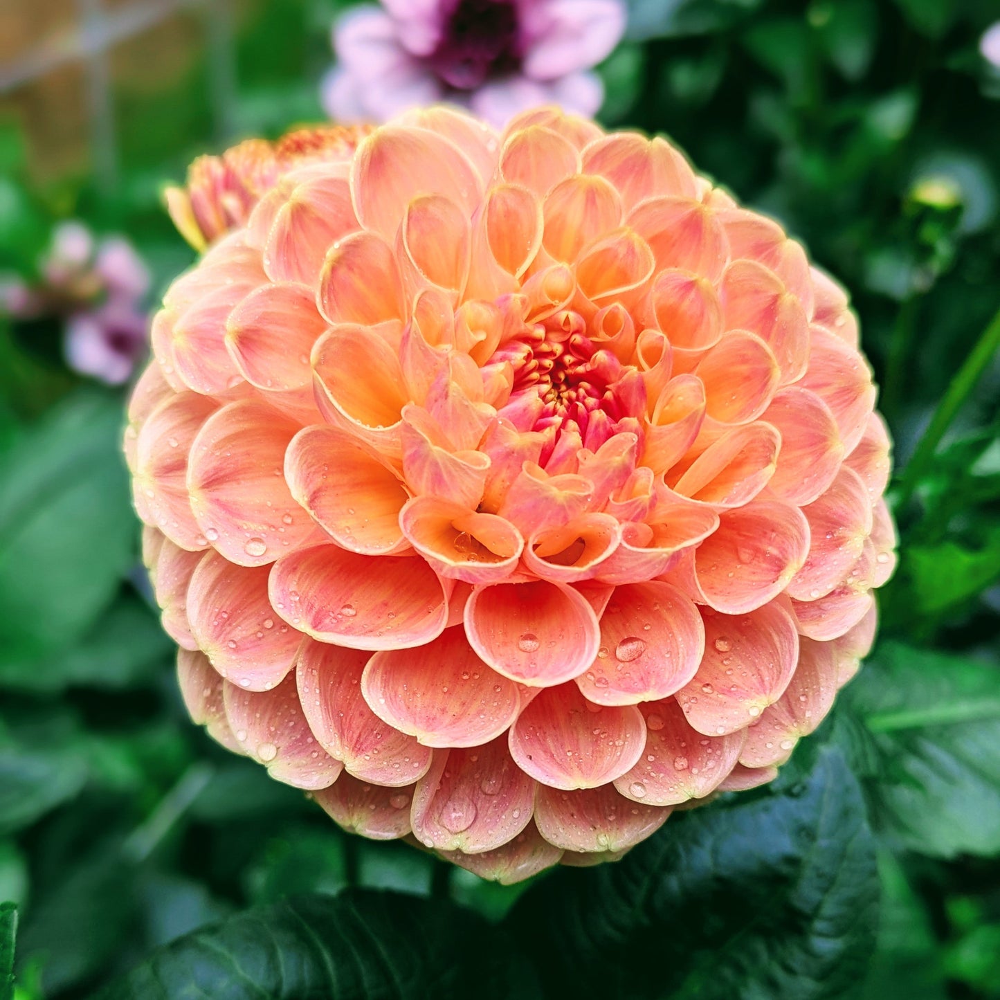 Crichten Honey (1976)