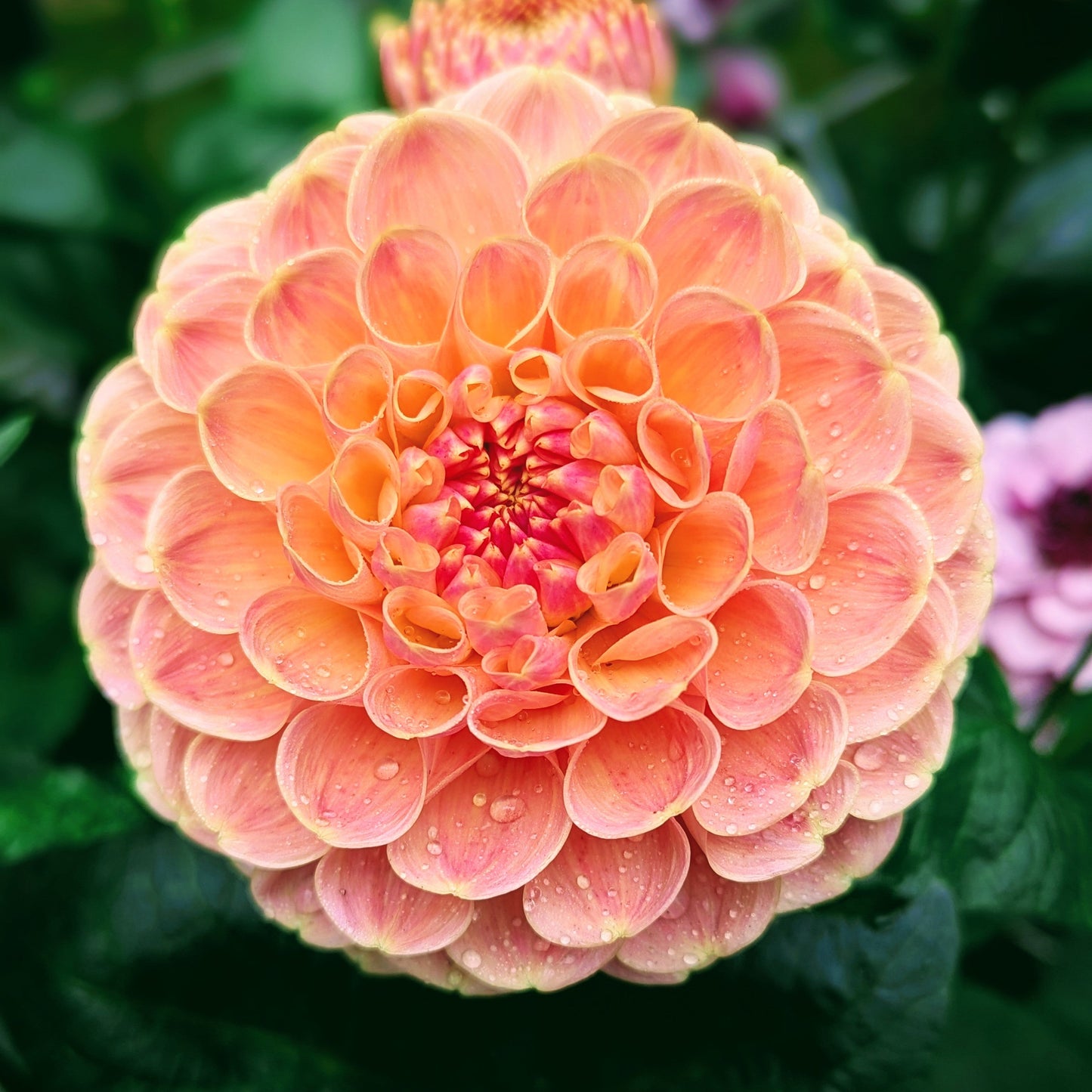 Crichten Honey (1976)