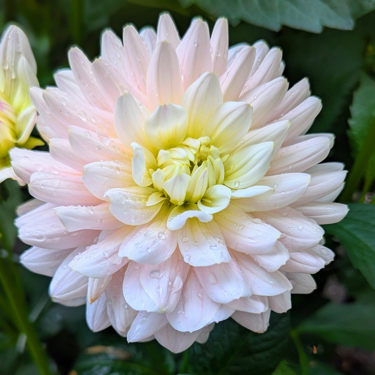 Diana's Memory