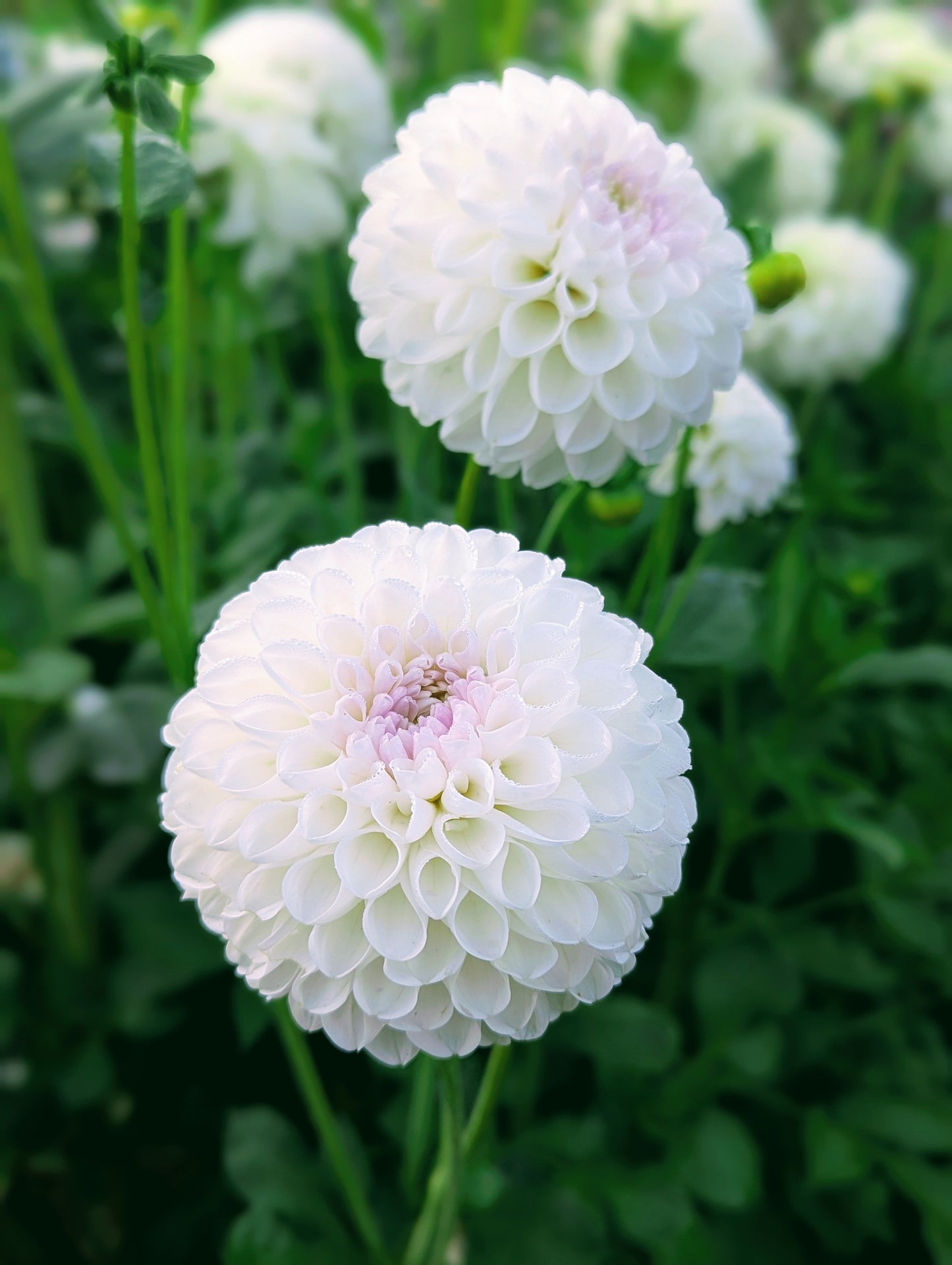 Dorothy R