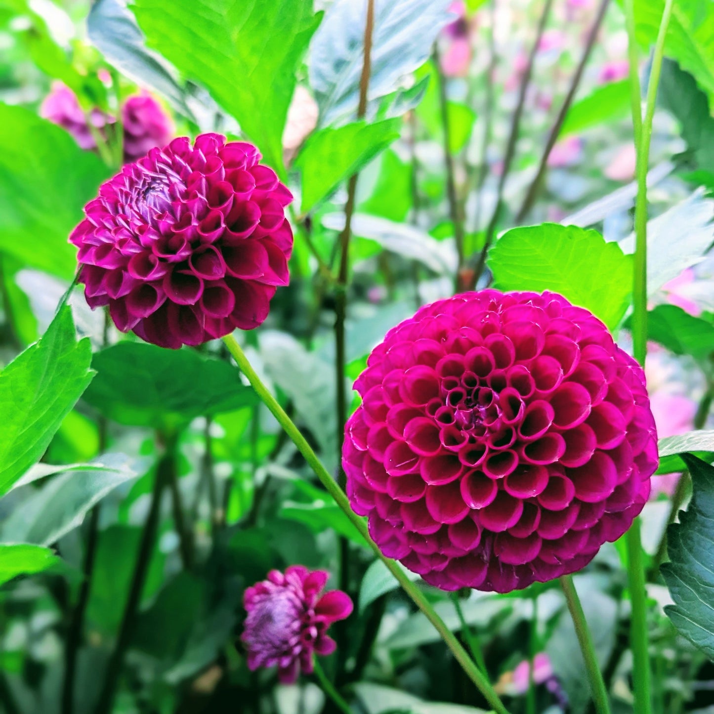 Downham Royal (1972)