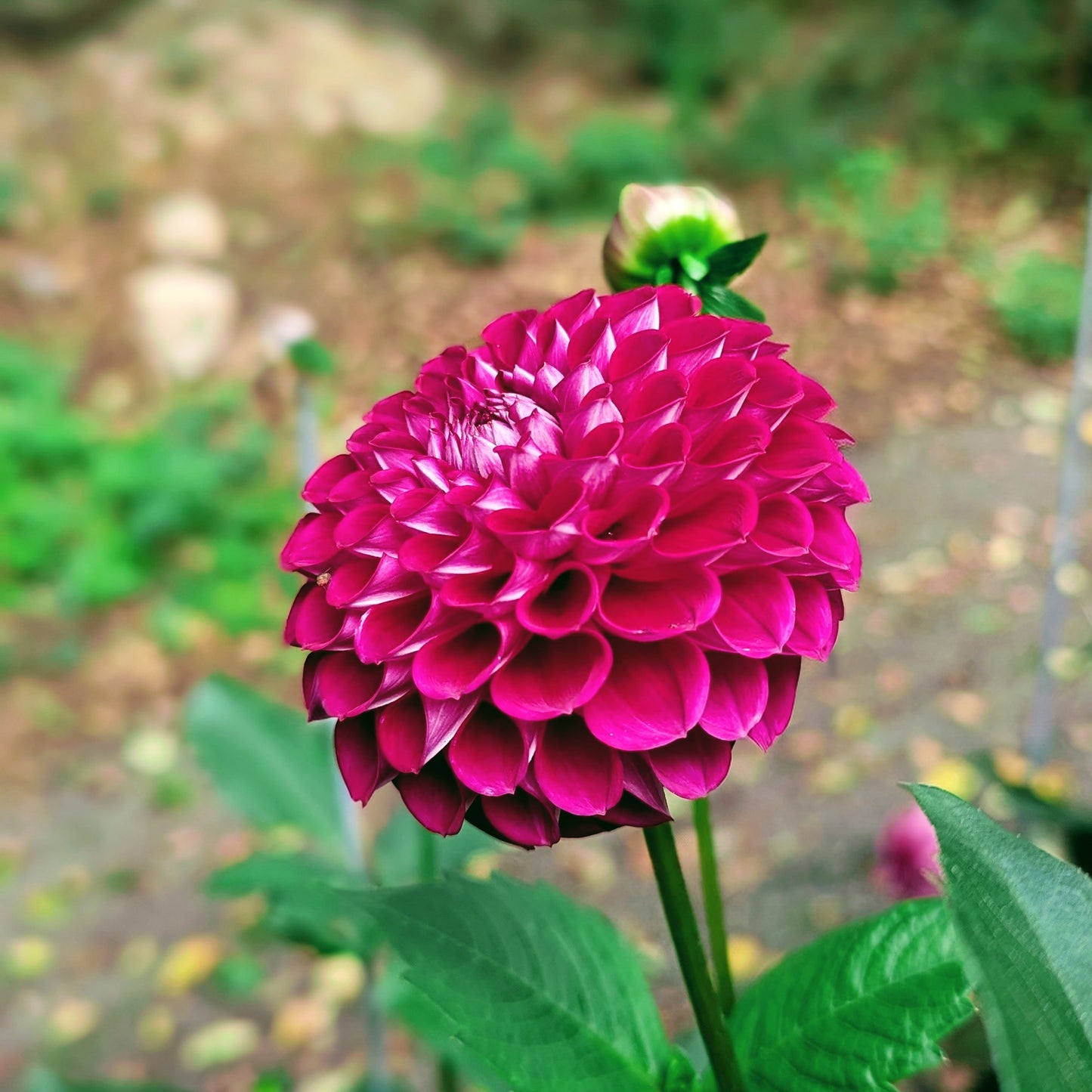 Downham Royal (1972)