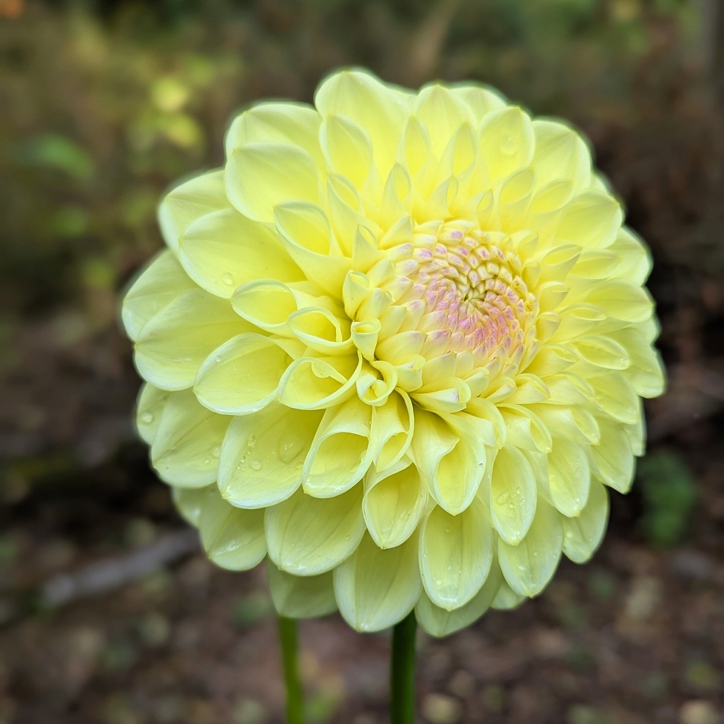 Ferncliff Bliss