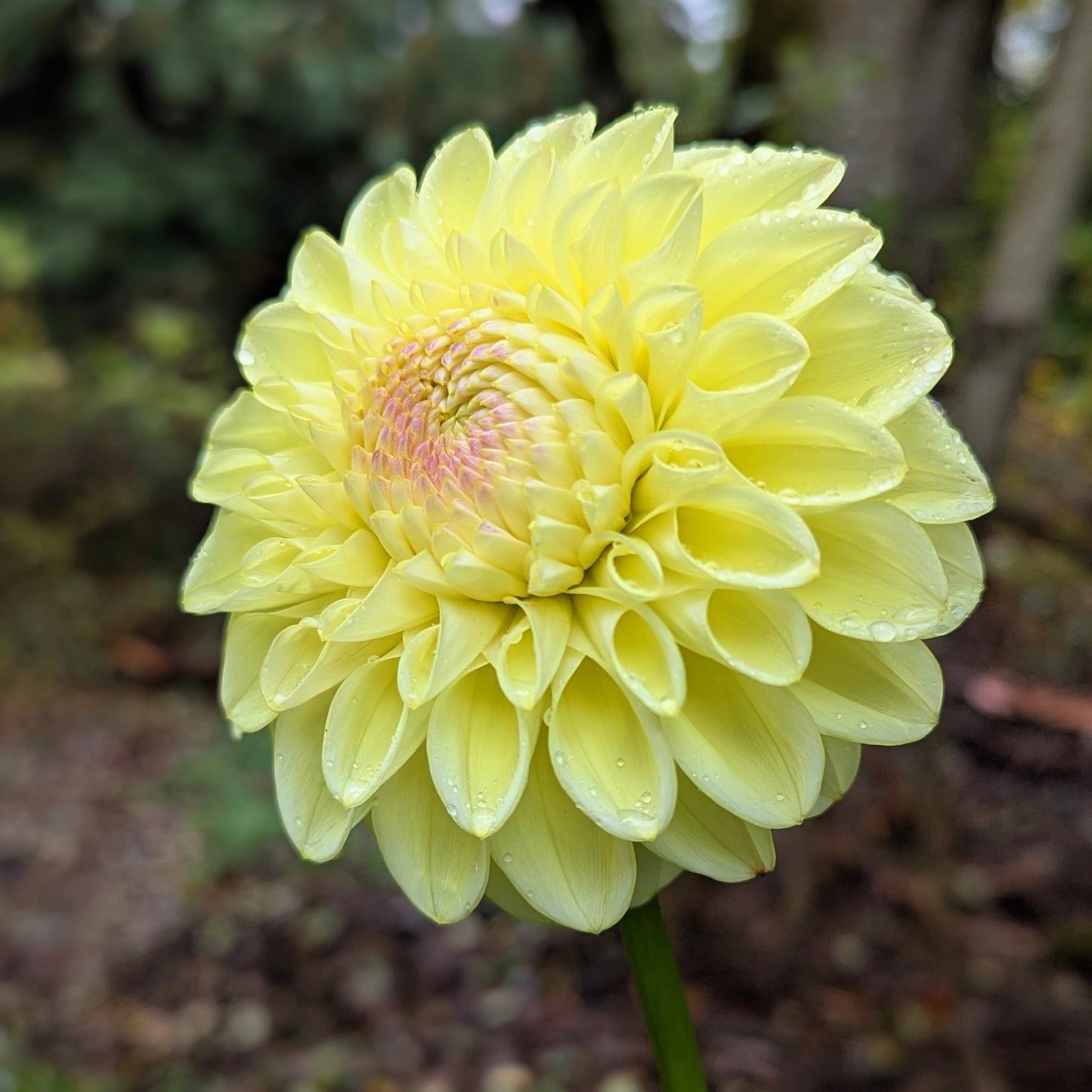 Ferncliff Bliss