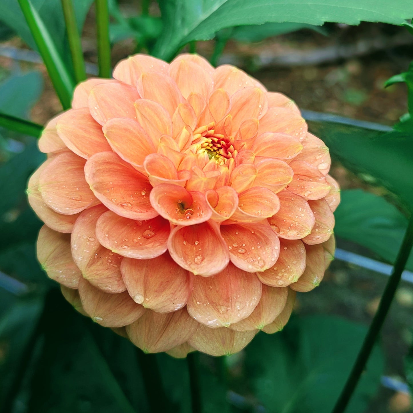 Ferncliff Honeycomb