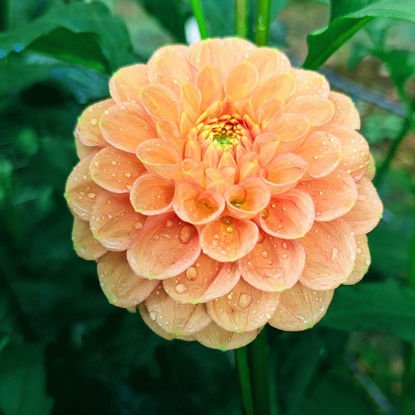 Ferncliff Honeycomb