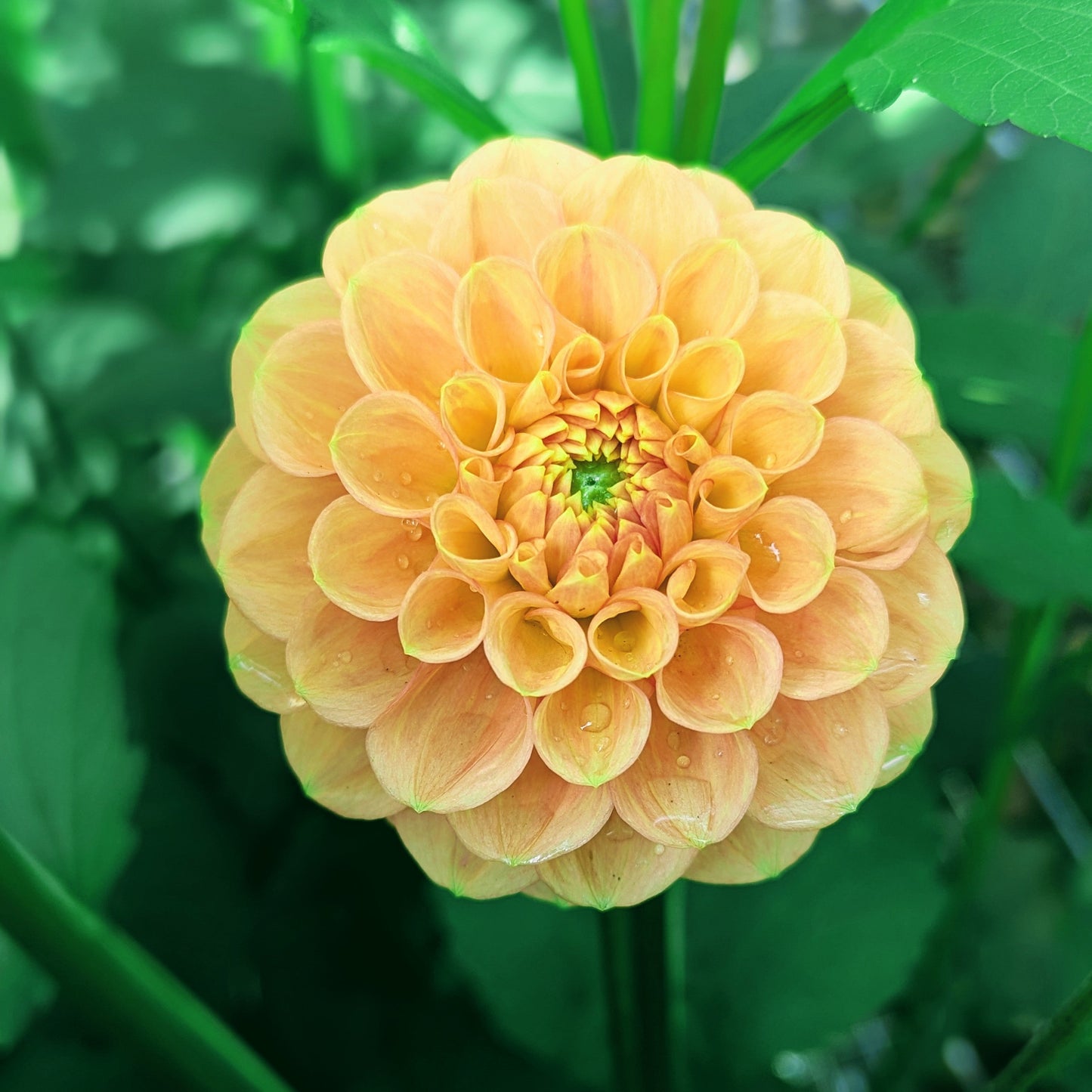 Ferncliff Honeycomb